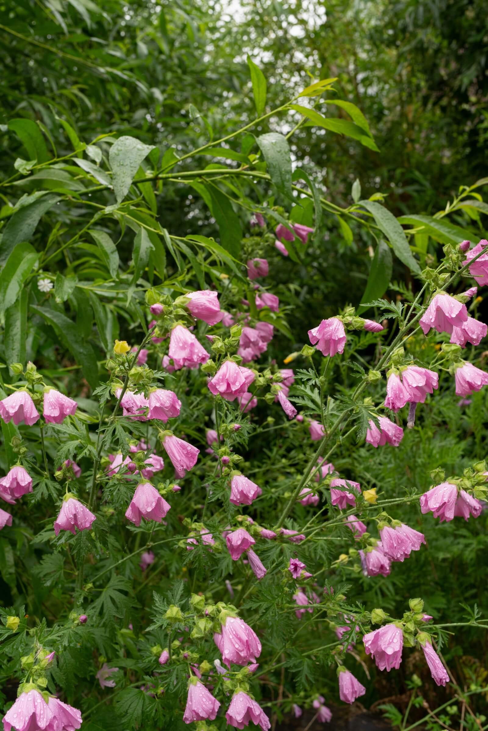 De Nieuwe Tuin, juli 2019. Foto: Johannes Schwartz. 