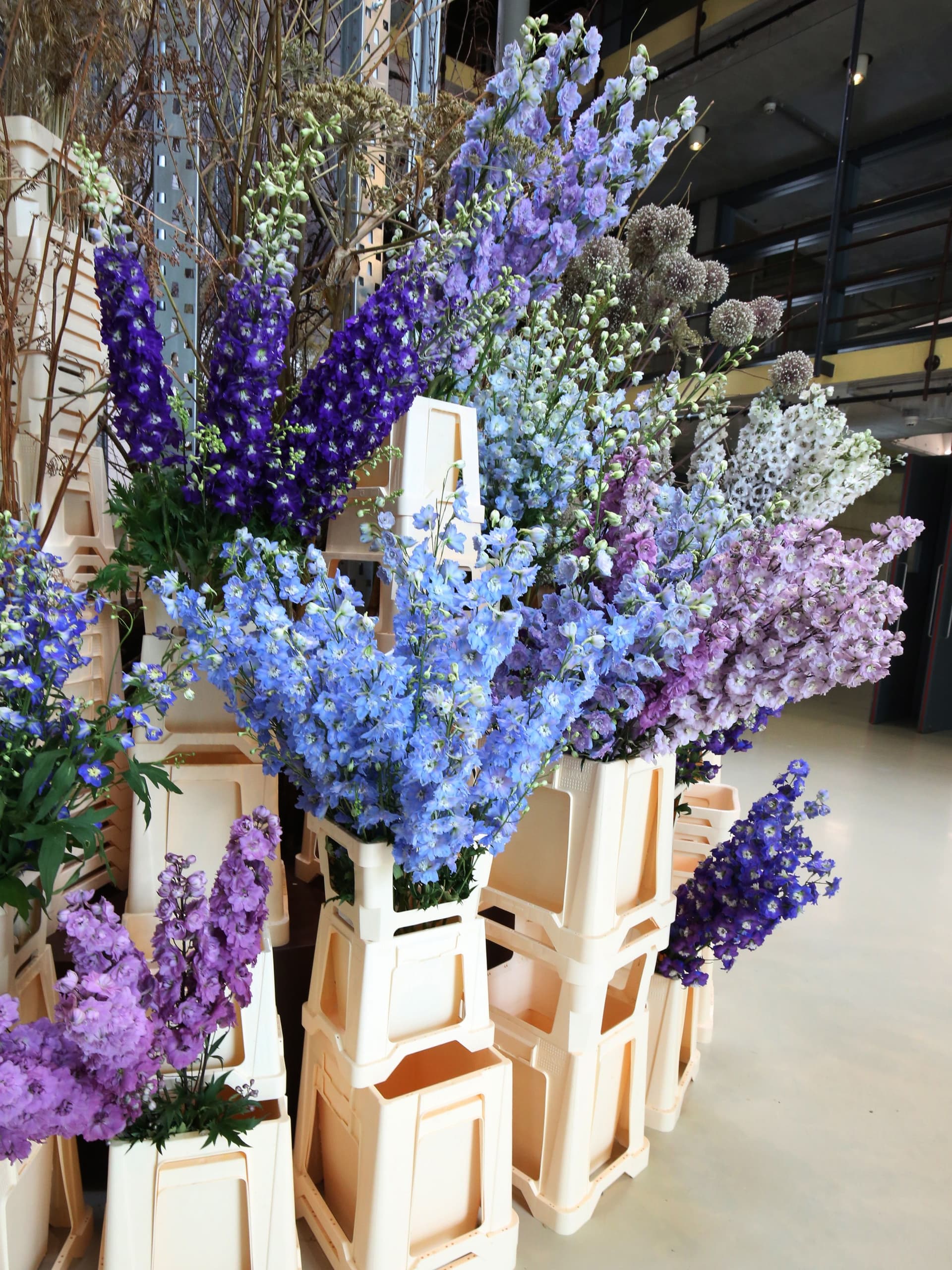 Delphinium. Foto: Frank Bruggeman 
