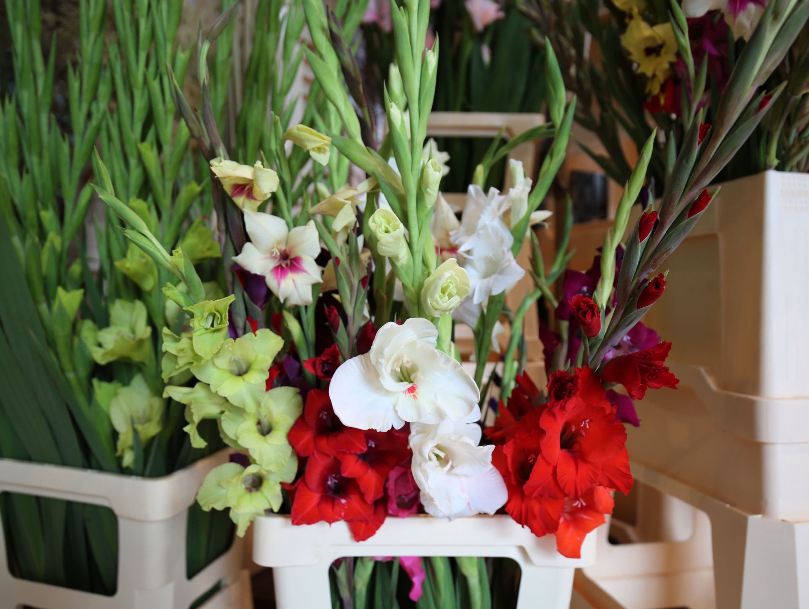 Gladiolus. Photo: Frank Bruggeman