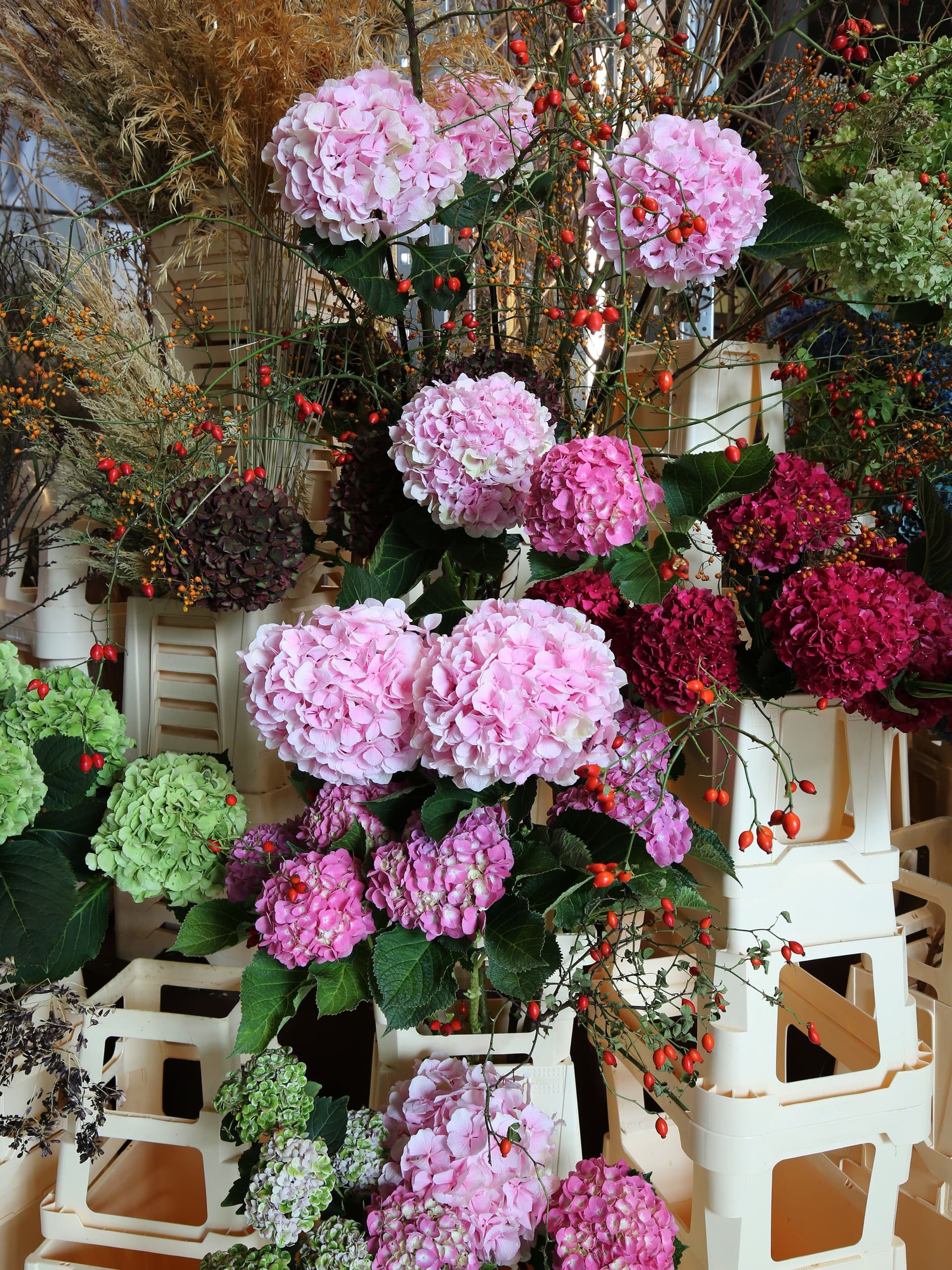 Hortensia. Foto: Frank Bruggeman 