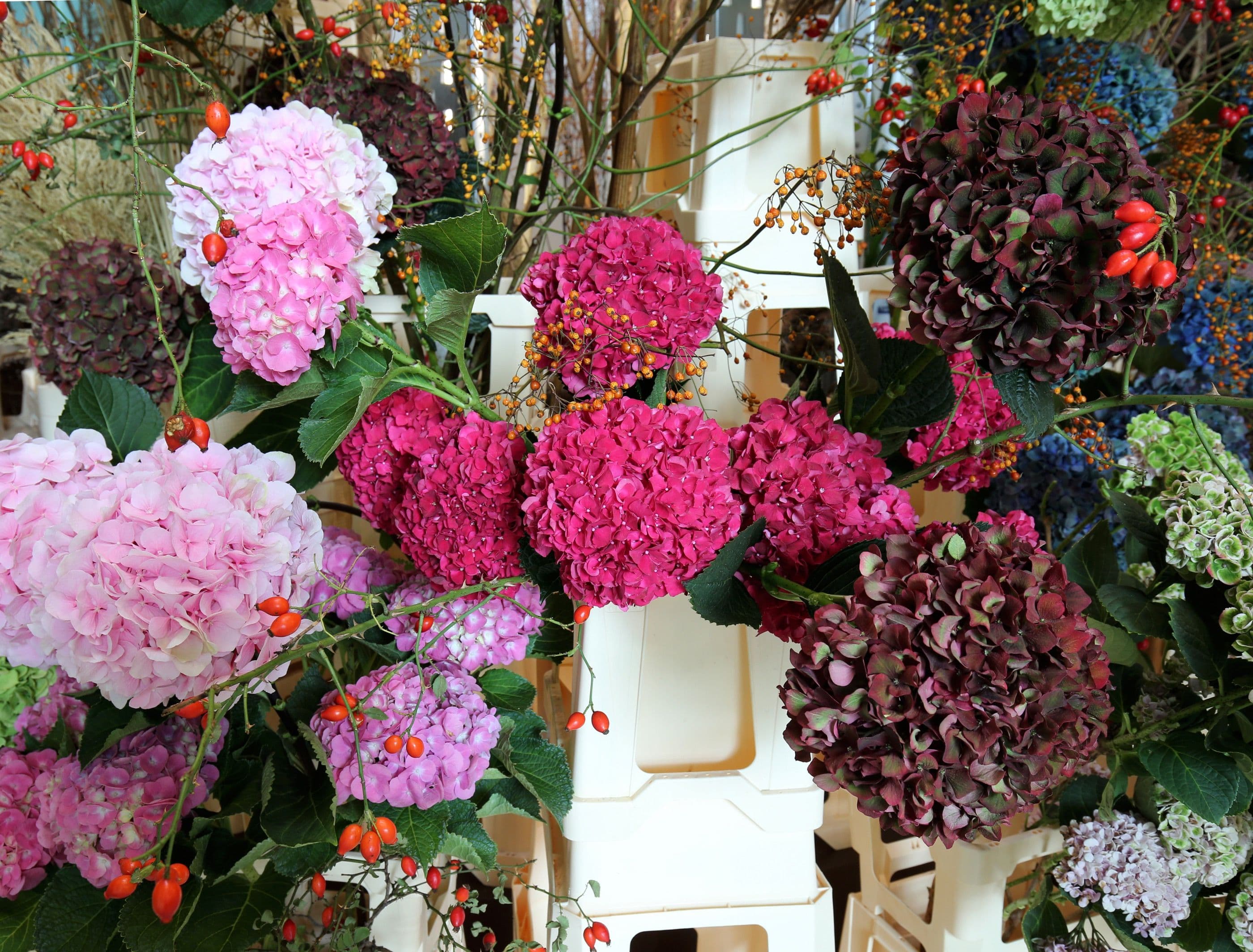 Hydrangea. Photo: Frank Bruggeman