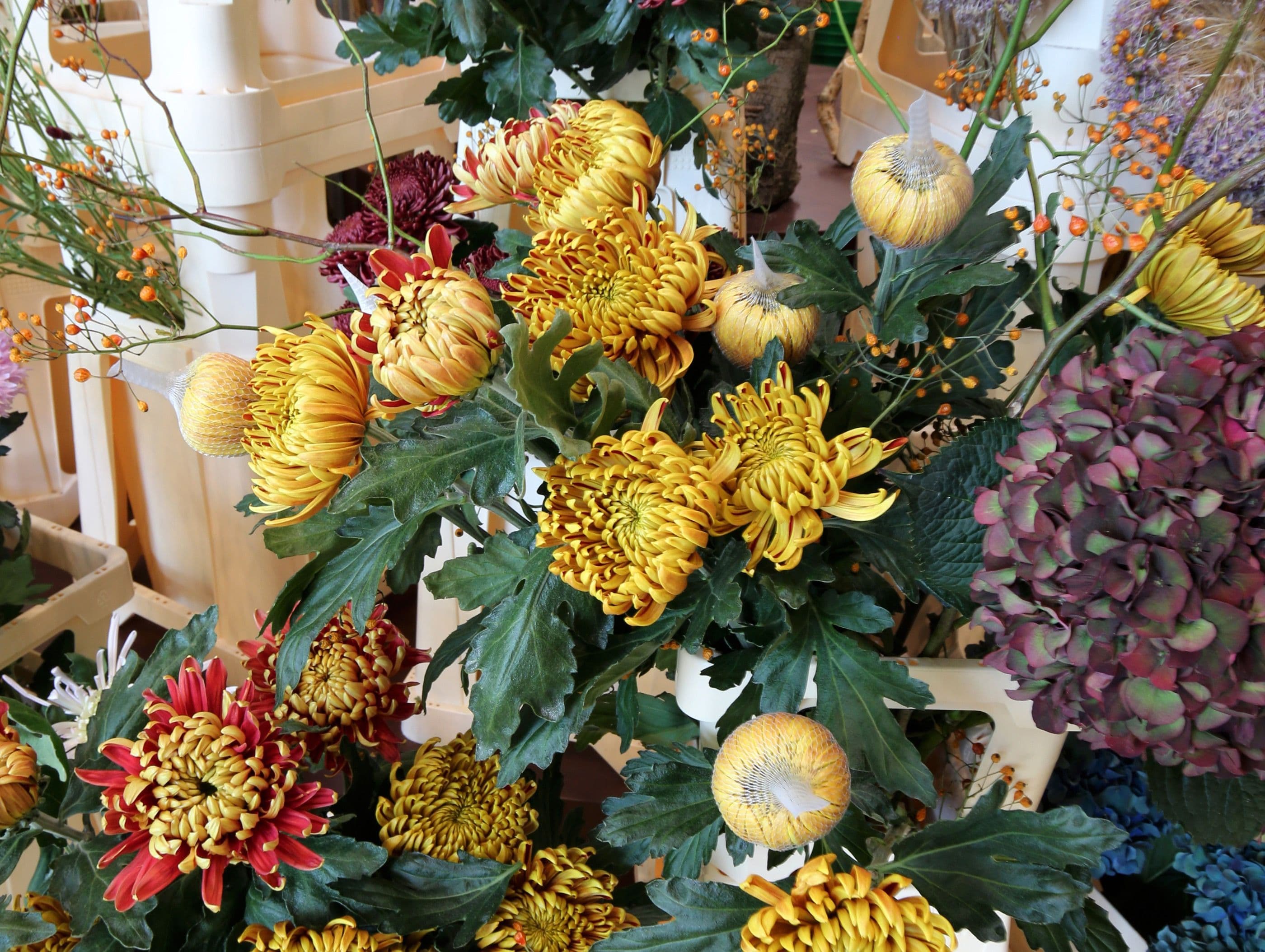 Chrysanthemum. Photo: Frank Bruggeman