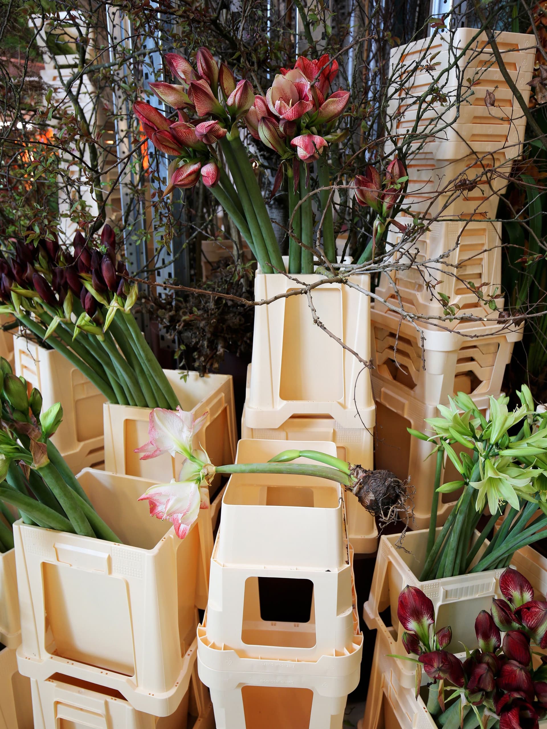 Amaryllis. Foto: Frank Bruggeman 