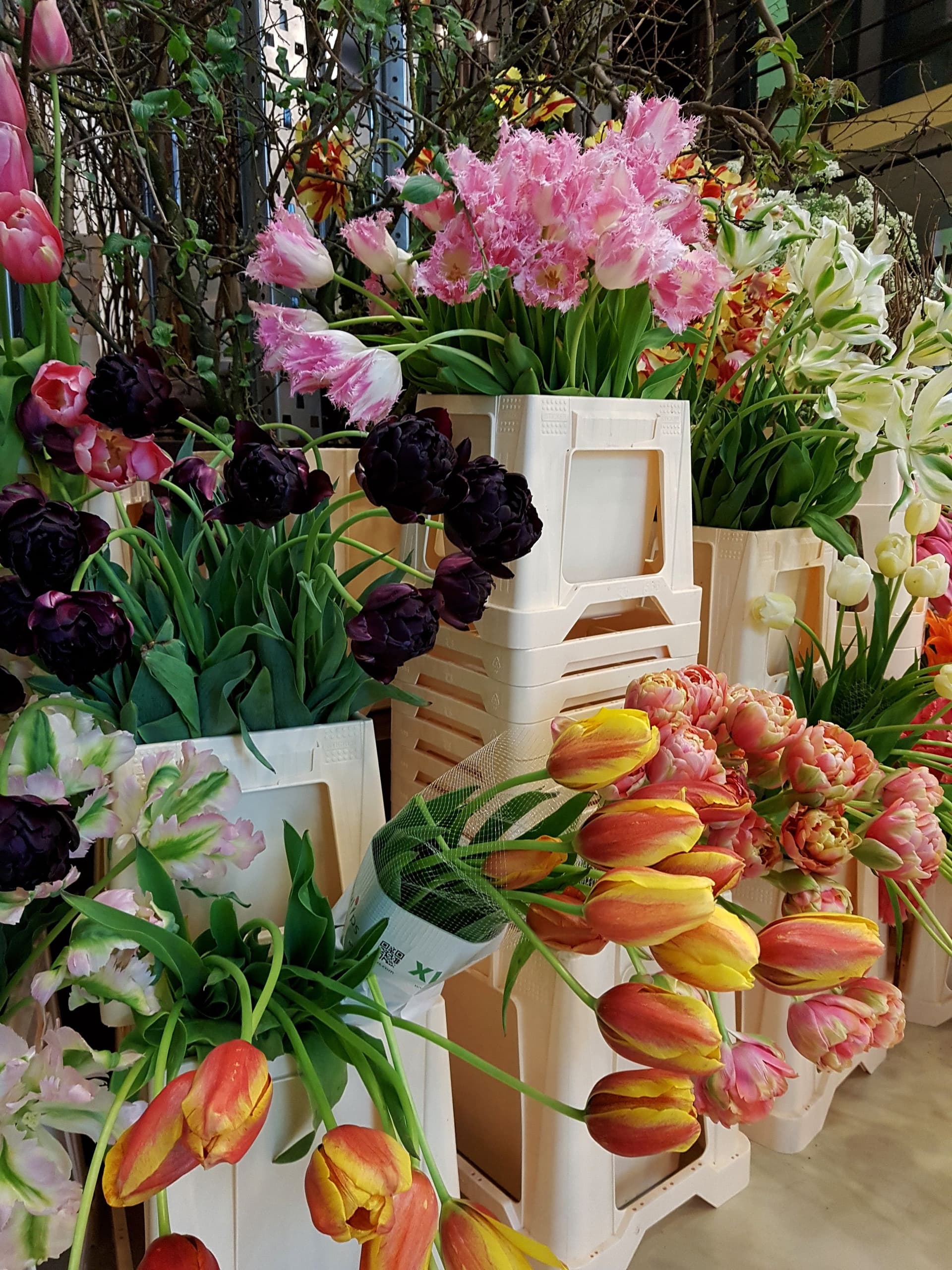 Tulp. Foto: Frank Bruggeman 