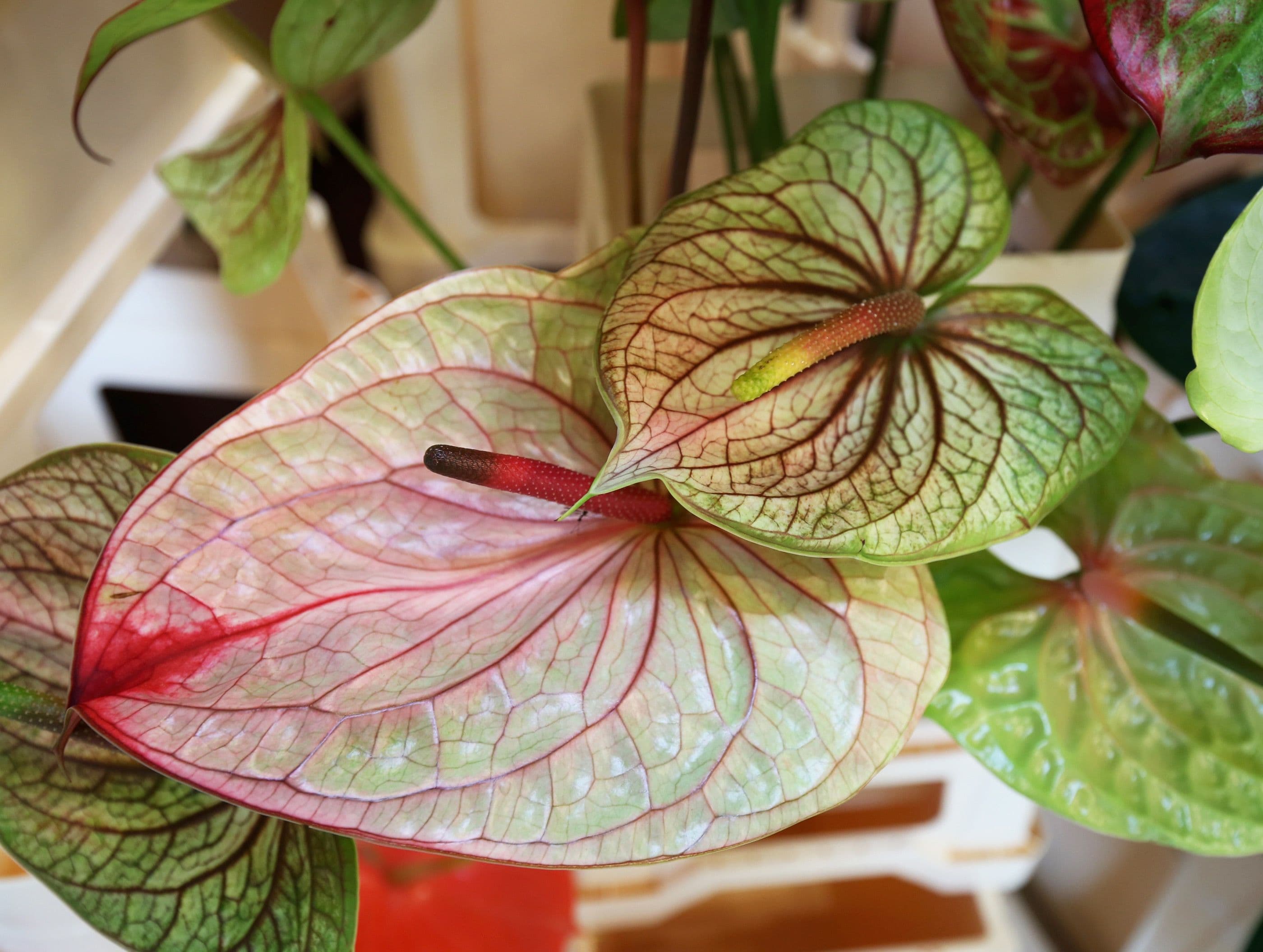 Anthurium. Photo: Frank Bruggeman