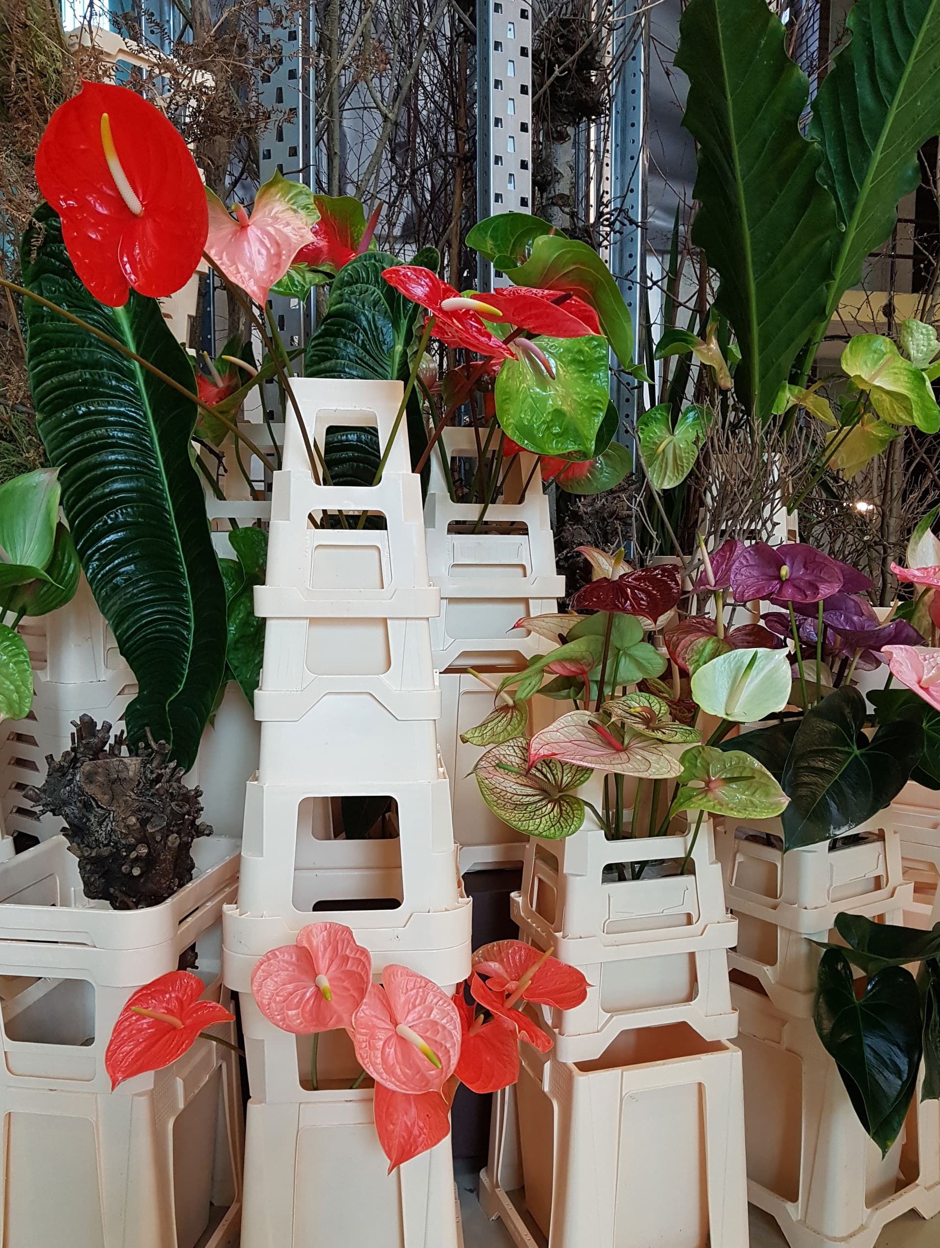 Anthurium. Photo: Frank Bruggeman 