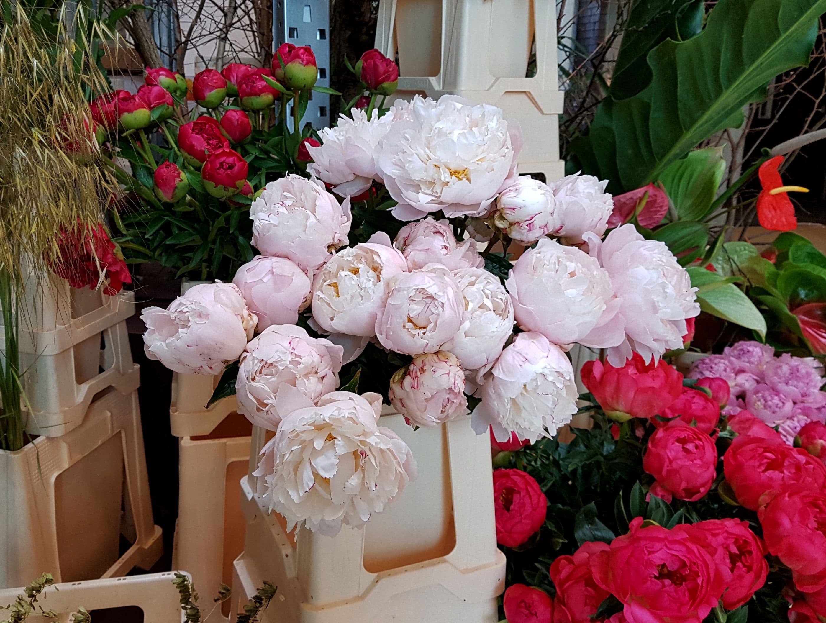 Peony. Photo: Frank Bruggeman
