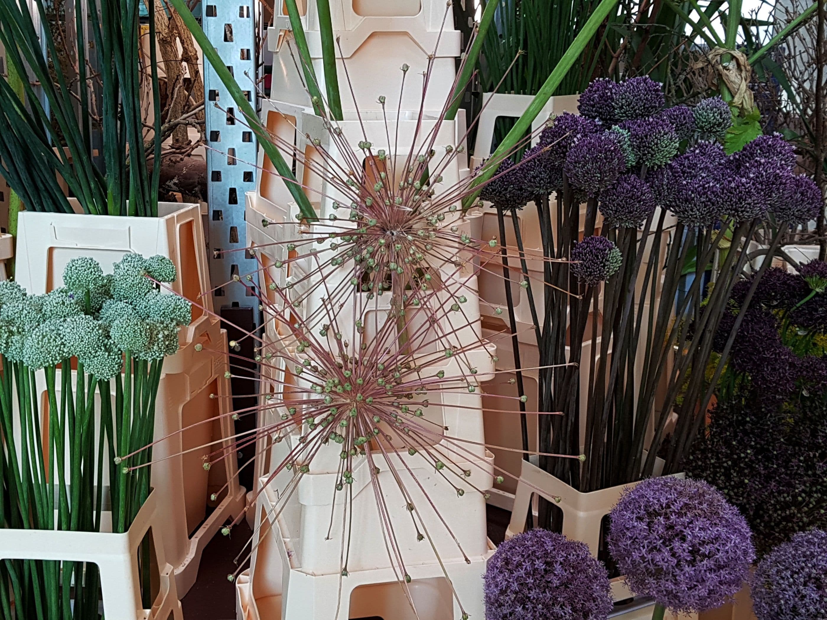 Allium. Photo: Frank Bruggeman