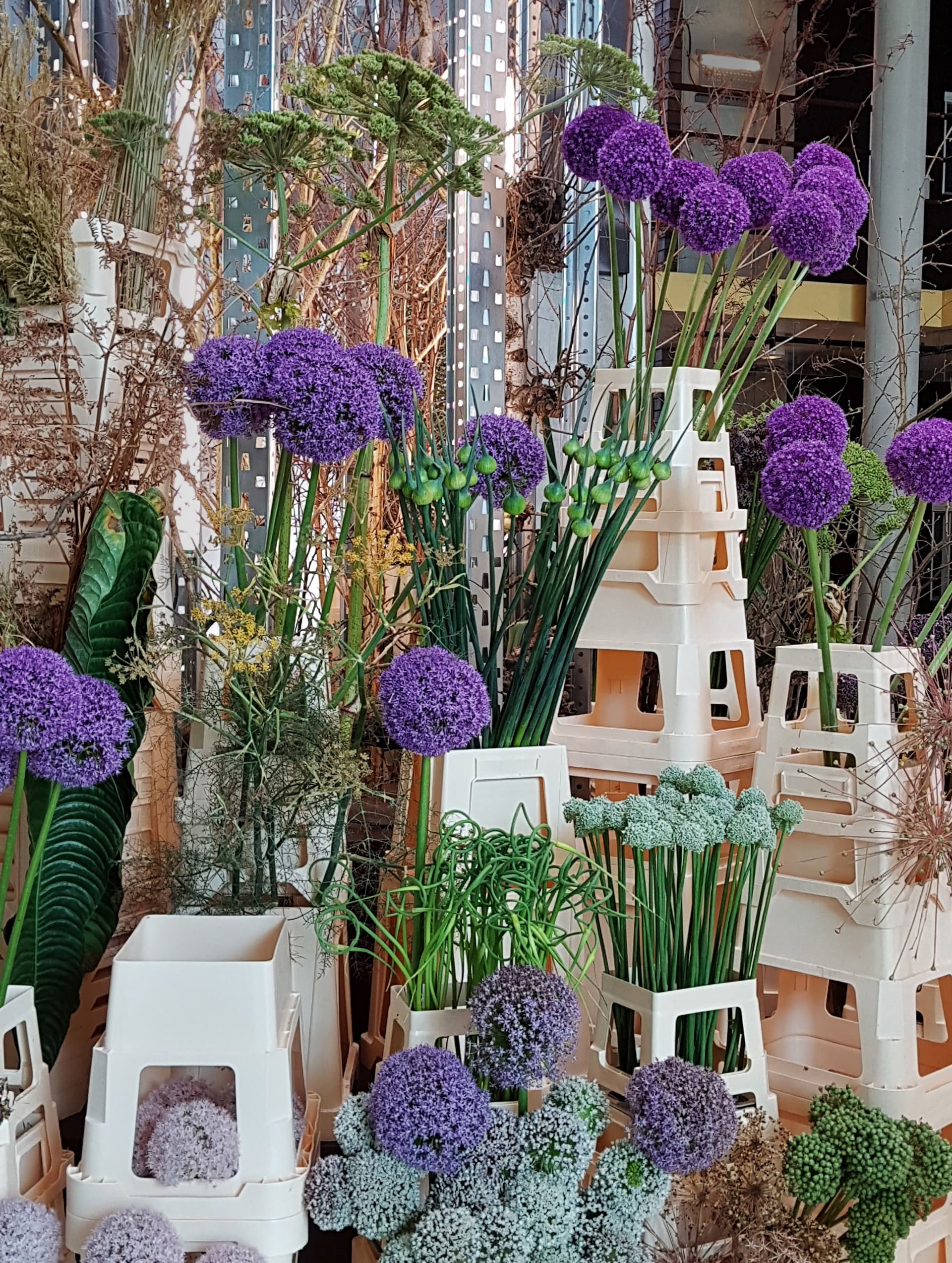 Allium. Photo: Frank Bruggeman 