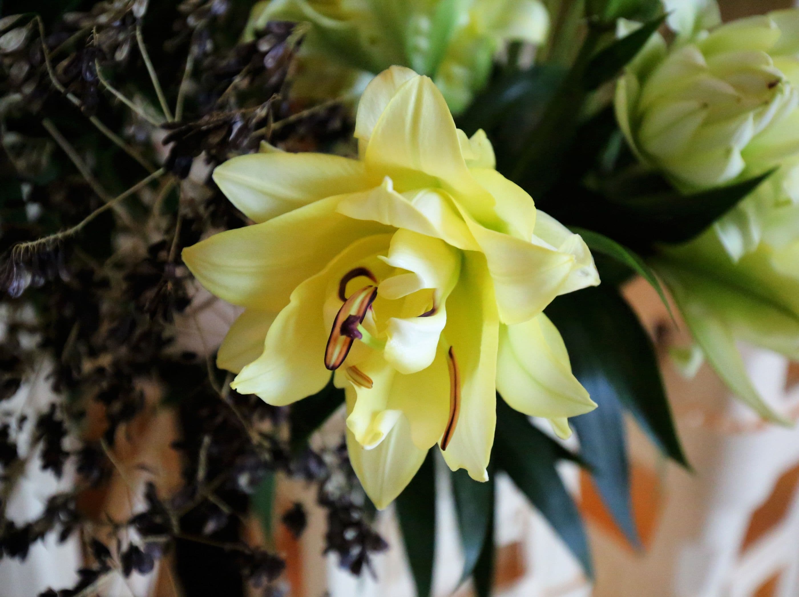 Lily. Photo: Frank Bruggeman