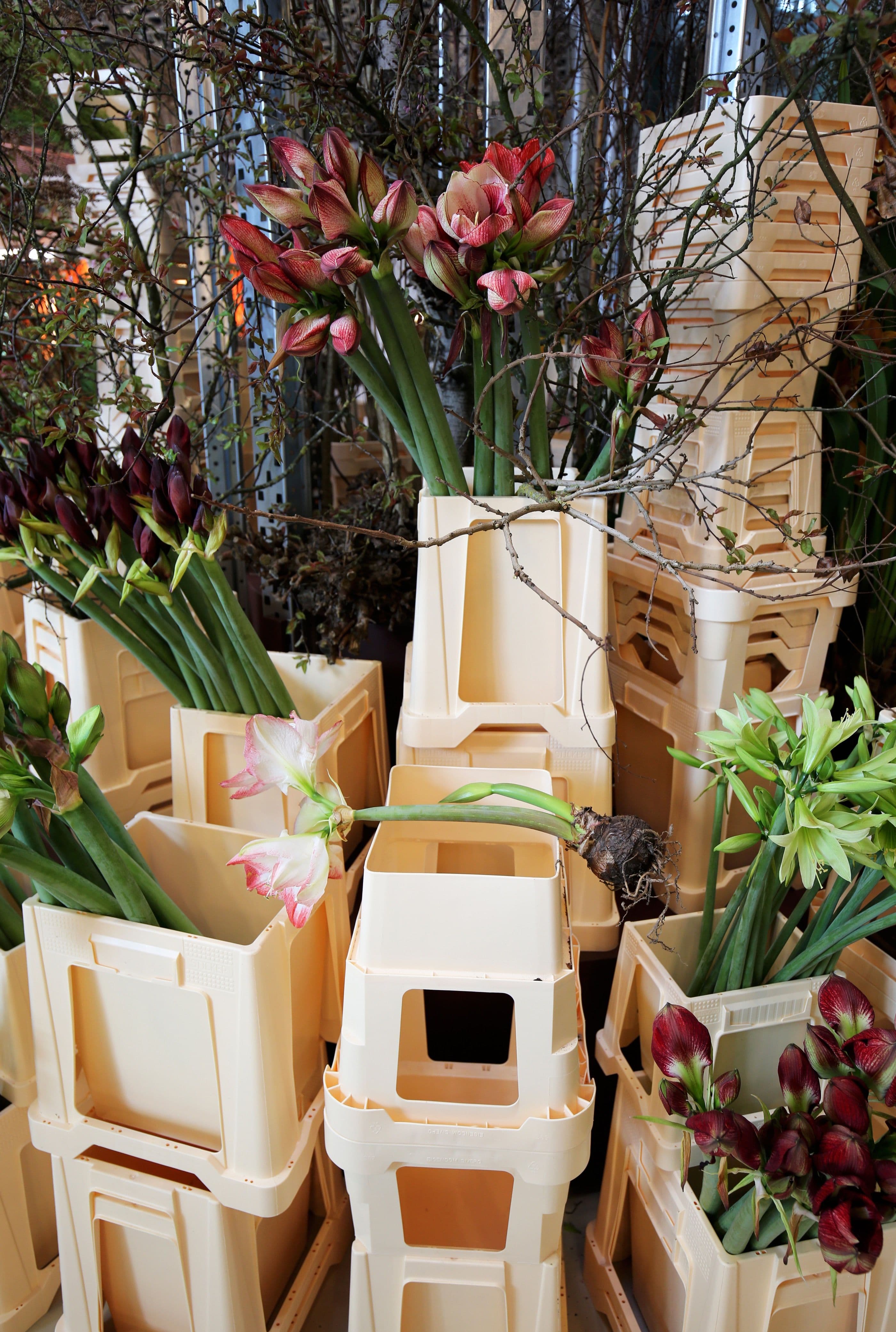 Hippeastrum. Photo: Frank Bruggeman