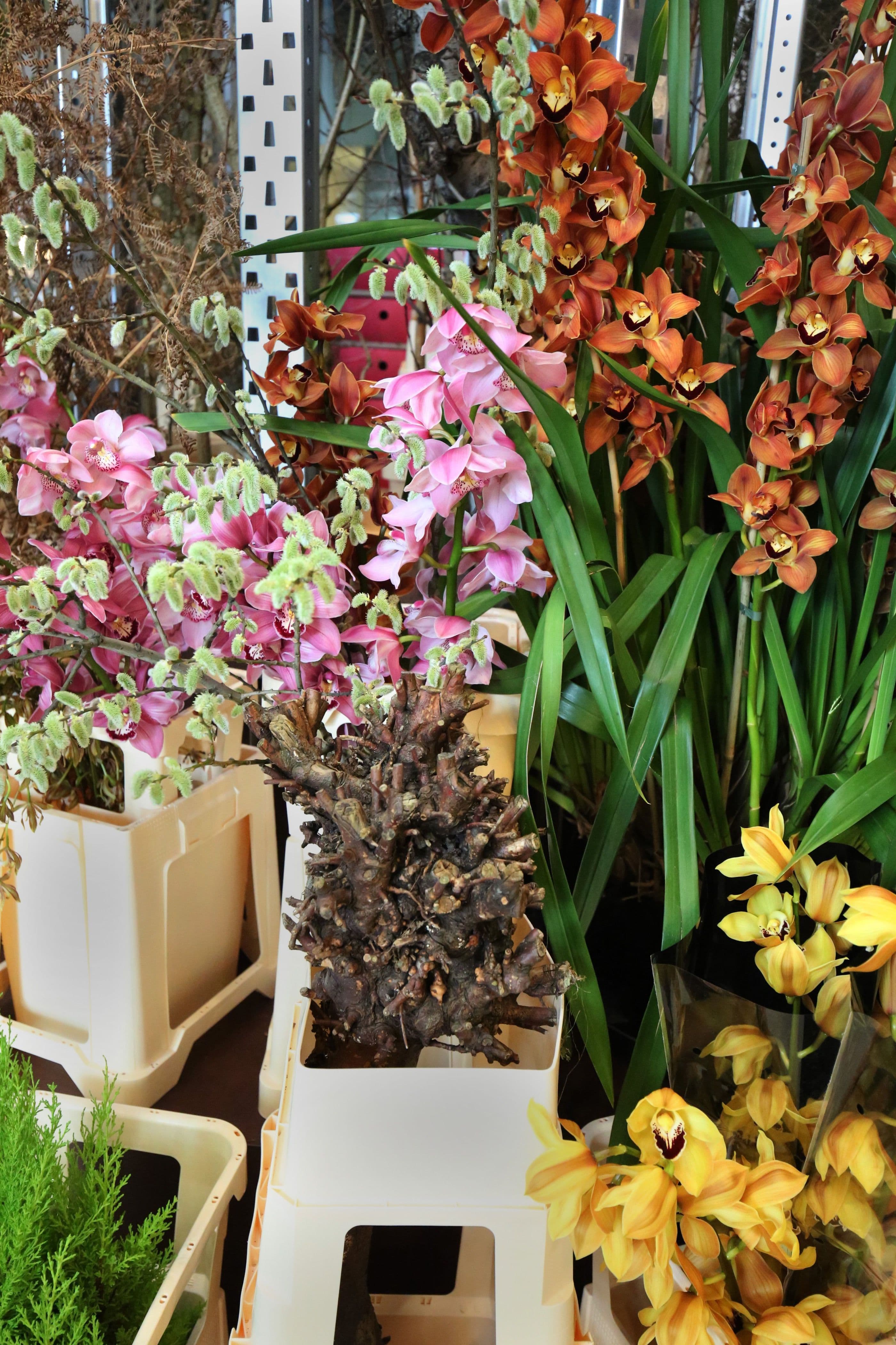 Cymbidium. Photo: Frank Bruggeman