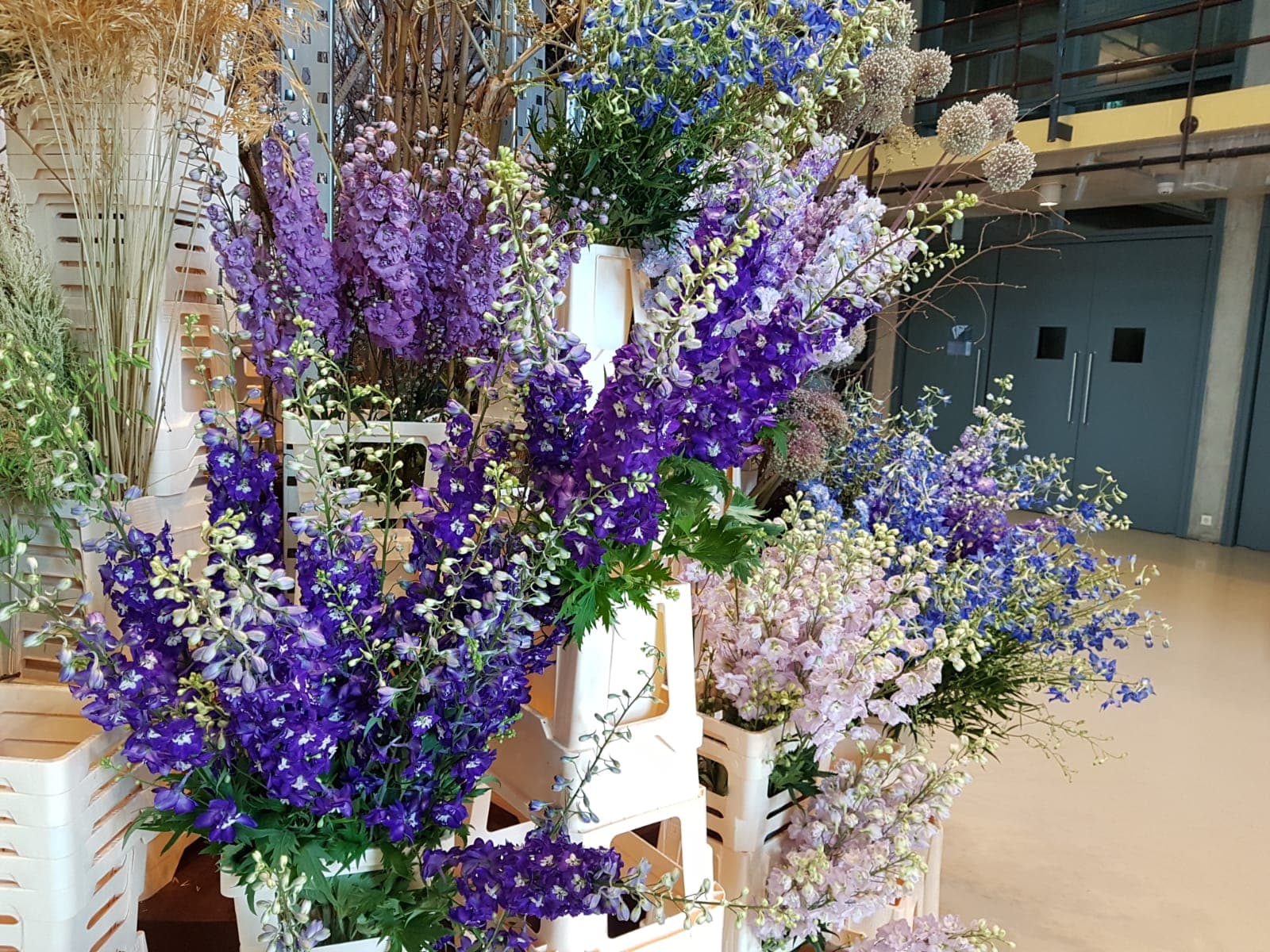 Delphinium. Photo: Frank Bruggeman