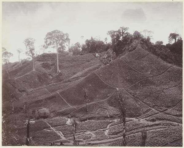 Tobacco field with plants at their early stage, its topographical terrain imposed by Cartesian lines to enable management and calculability, circa 1905. 