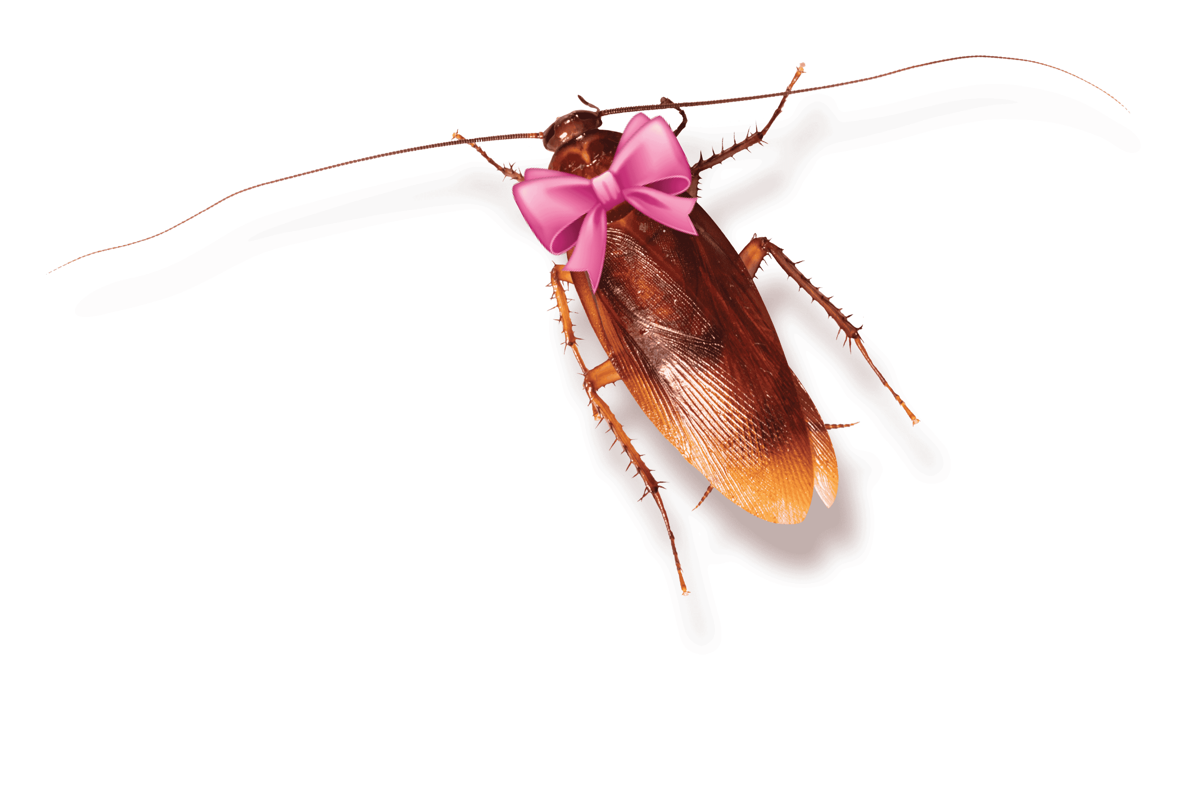 Image: Maja Simišić