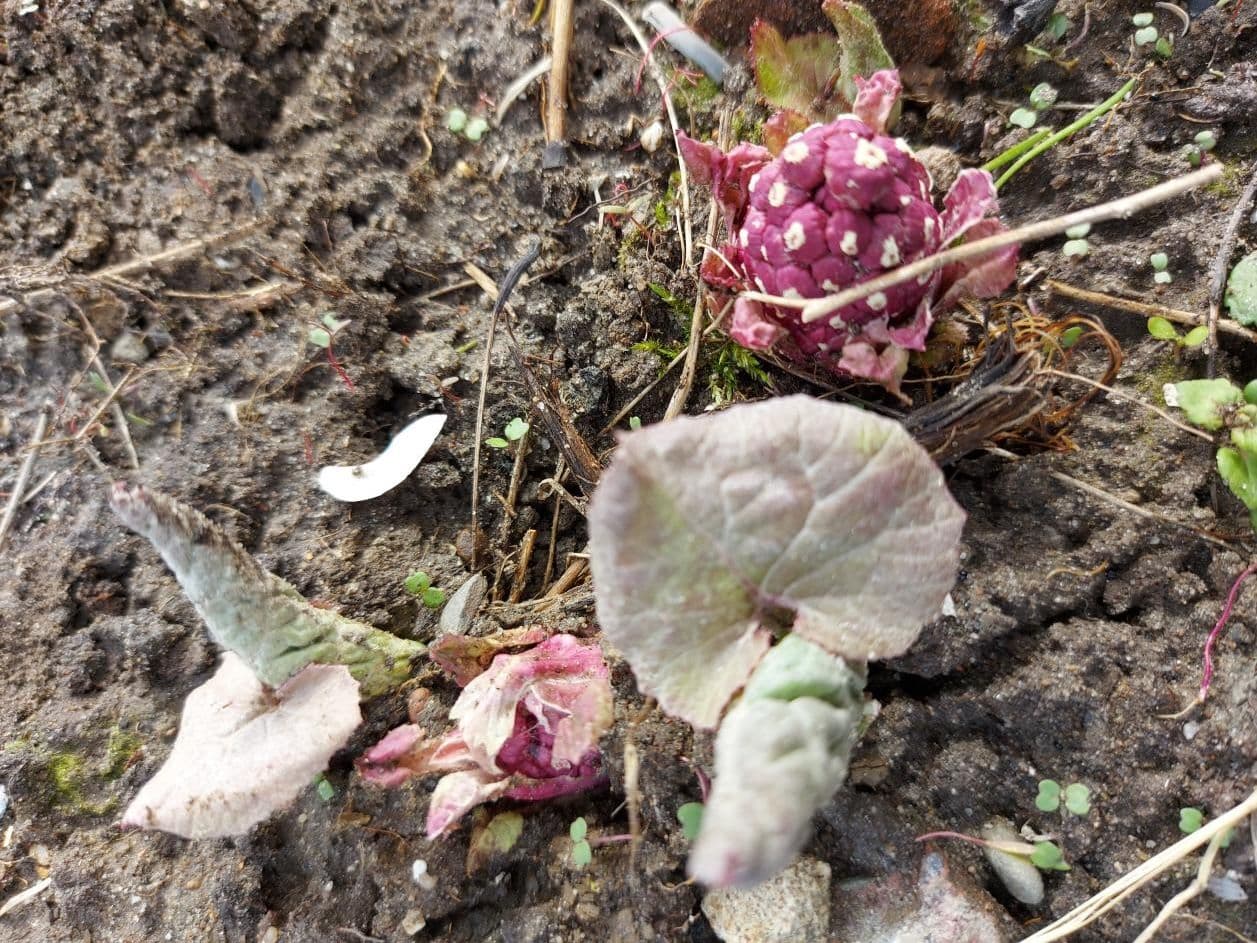 Lichtgrijs-groene en rozerode planten op aarde.