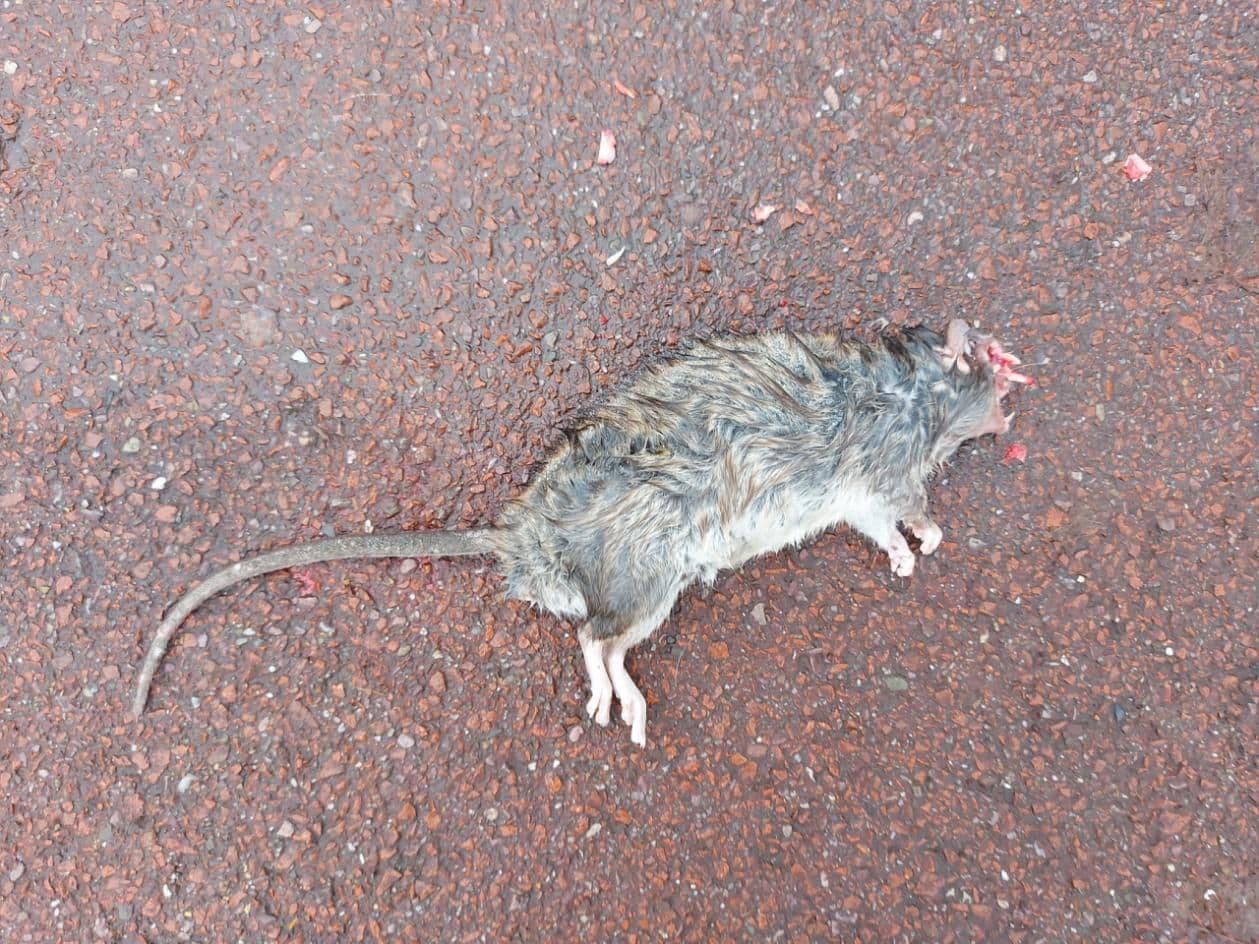 Een dood, haast onthoofd knaagdier op een fietspad. Het stompje voorbij de oren is vers en bloederig.