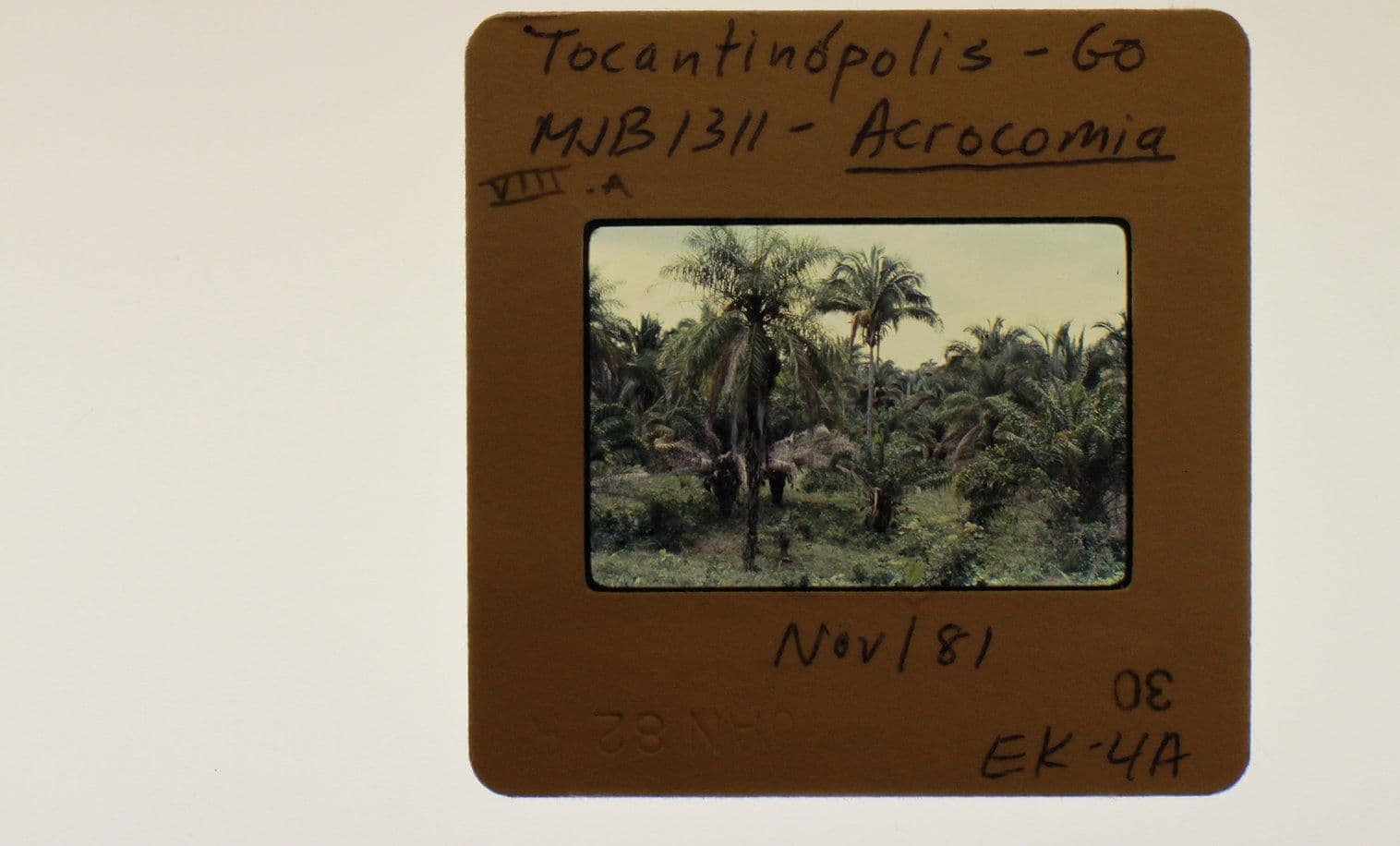 Image from the project An Architectural Botany. Paulo Tavares, 2019.  
