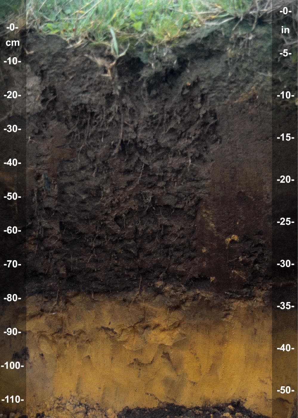 Plagganthrepts are mineral soils with thick organic enriched surface horizons called Plaggan, created by human activity over hundreds of years. Photo: SoilScience   