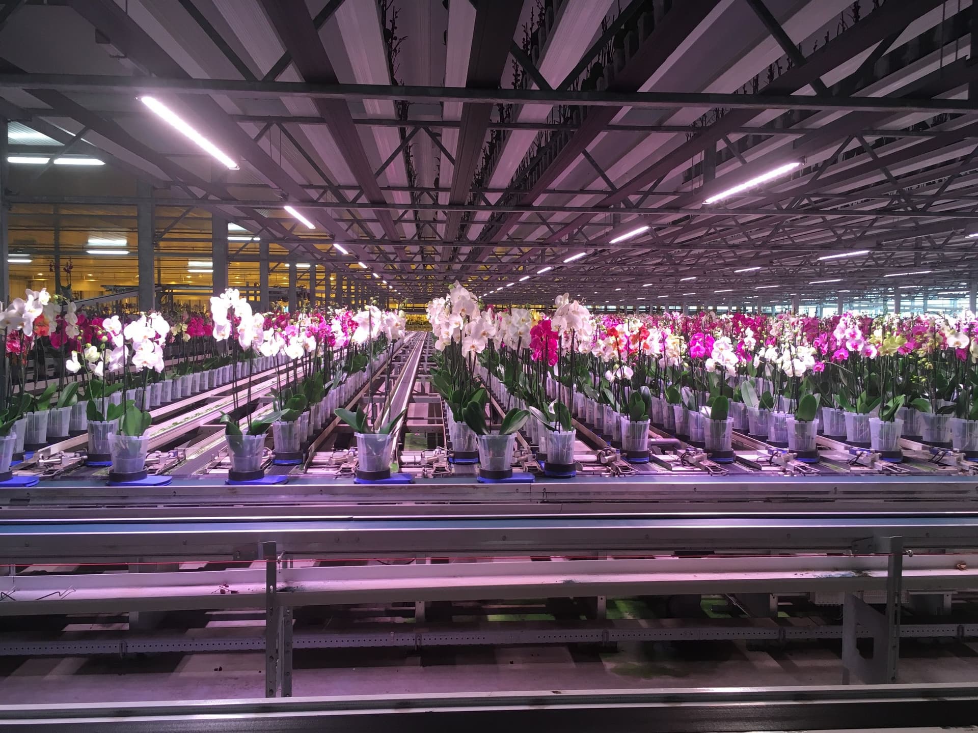 Horticulture has been subject to the same patterns of economic and spatial transformation. To remain competitive on a global market, greenhouses grow in scale, and consequently gradually automate manual labour.    
Image: Marten Kuijpers 