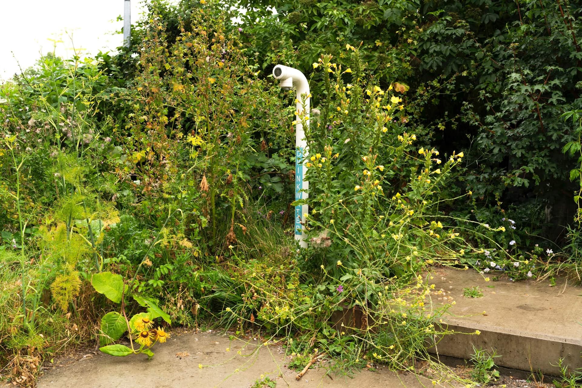 The New Garden, July 2019. Photo: Johannes Schwartz 