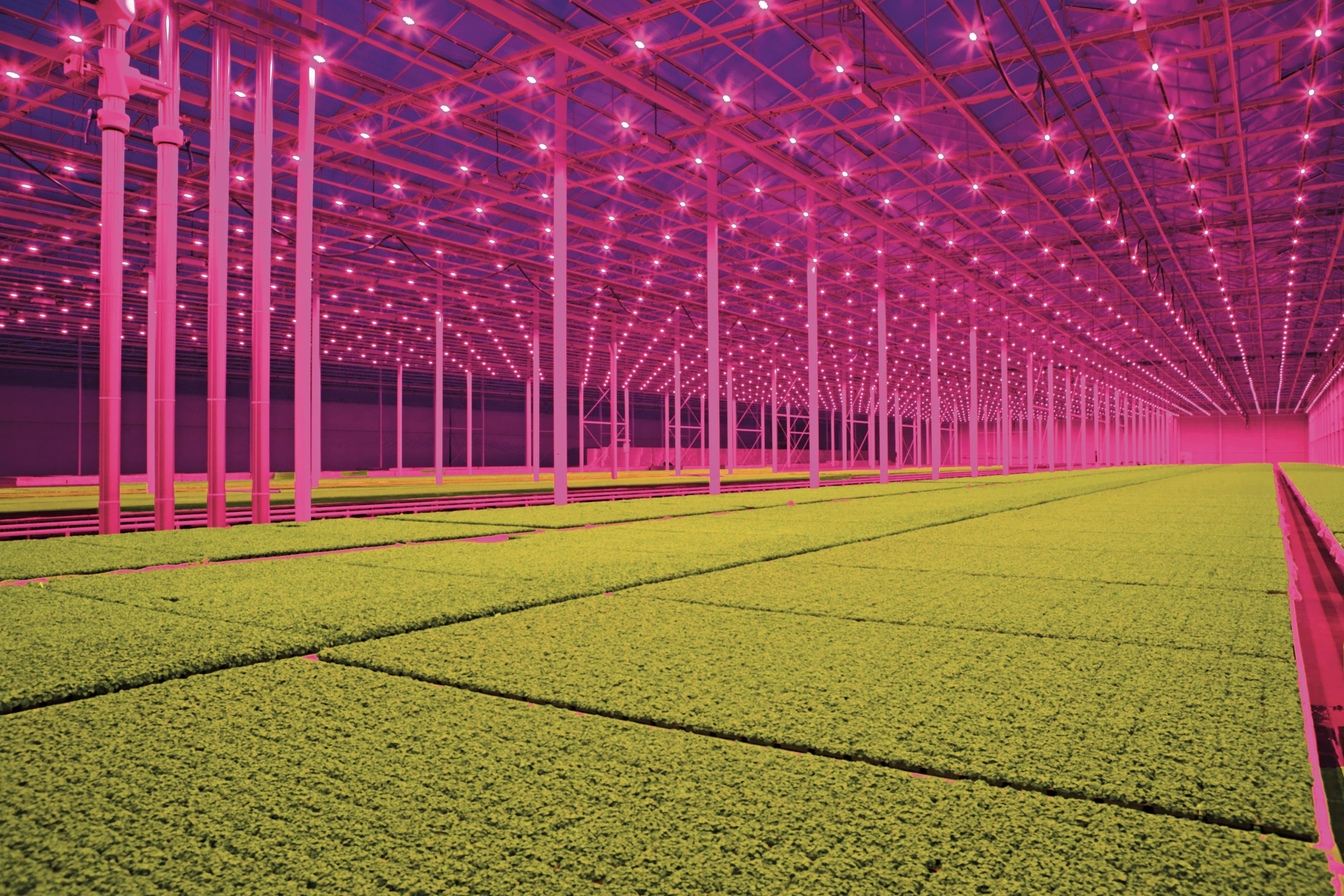 LED lighting, Koppert Cress. Photo: Jan van Berkel 