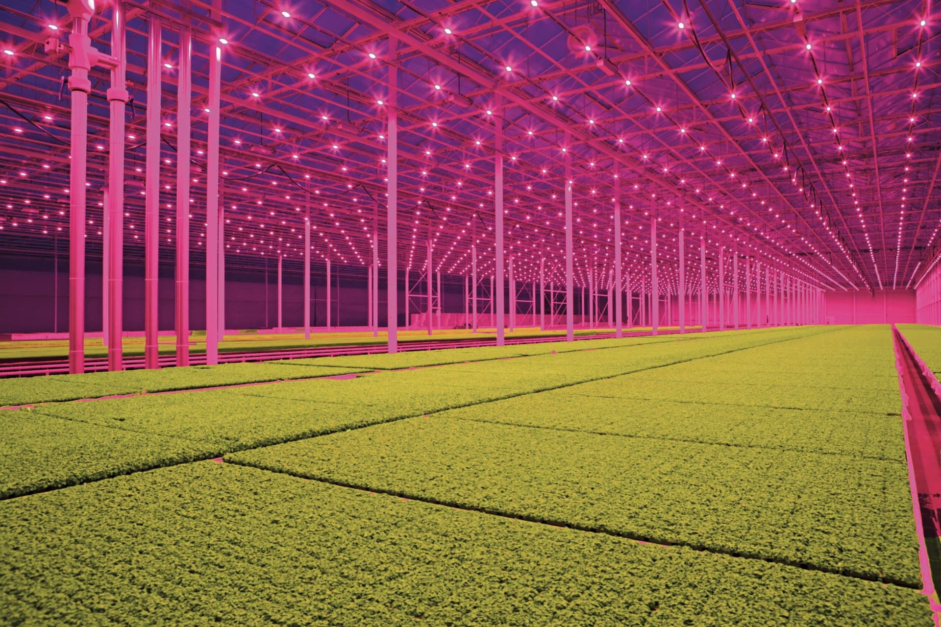 LED lighting, Koppert Cress. Foto: Jan van Berkel 