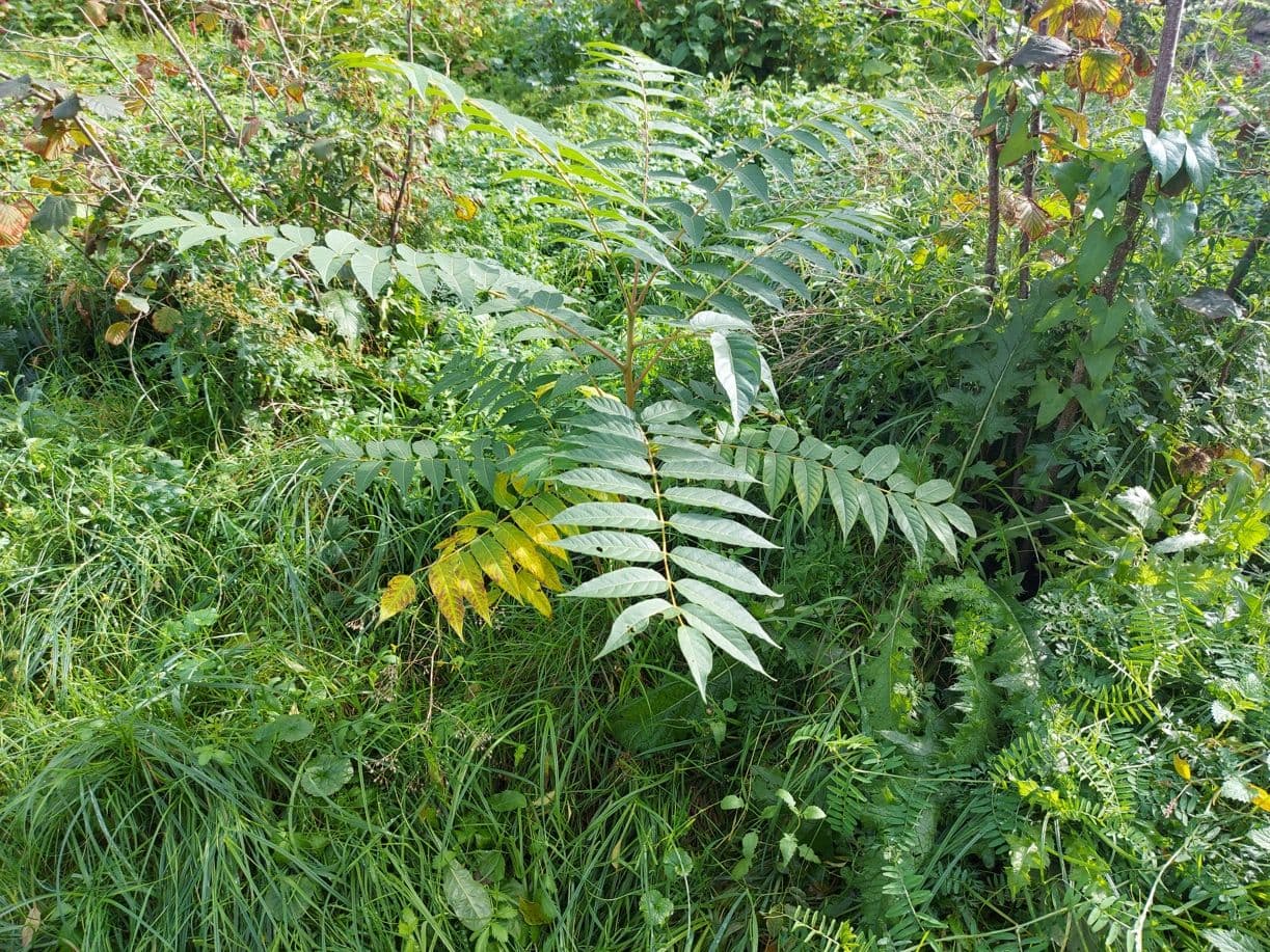 Een piepjonge groene hemelboom in het gras.