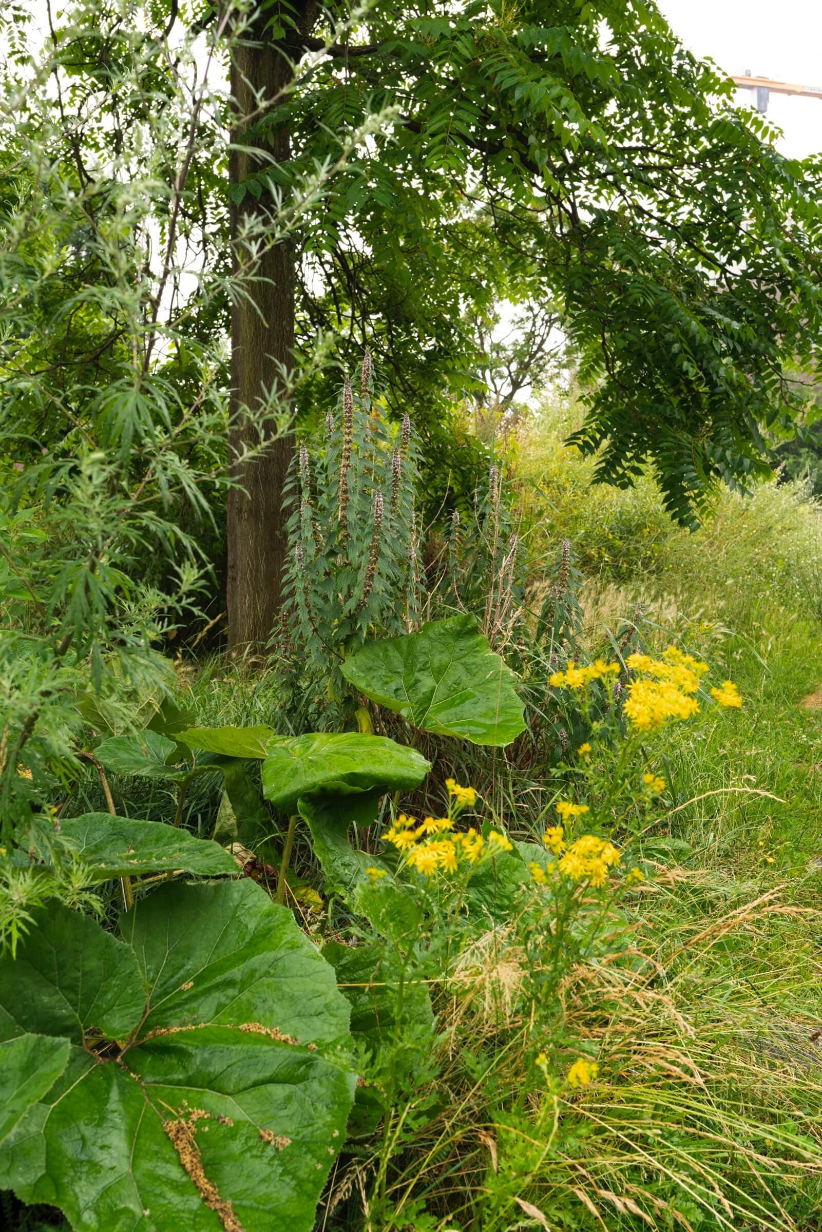 The New Garden, July 2019. Photo: Johannes Schwartz 