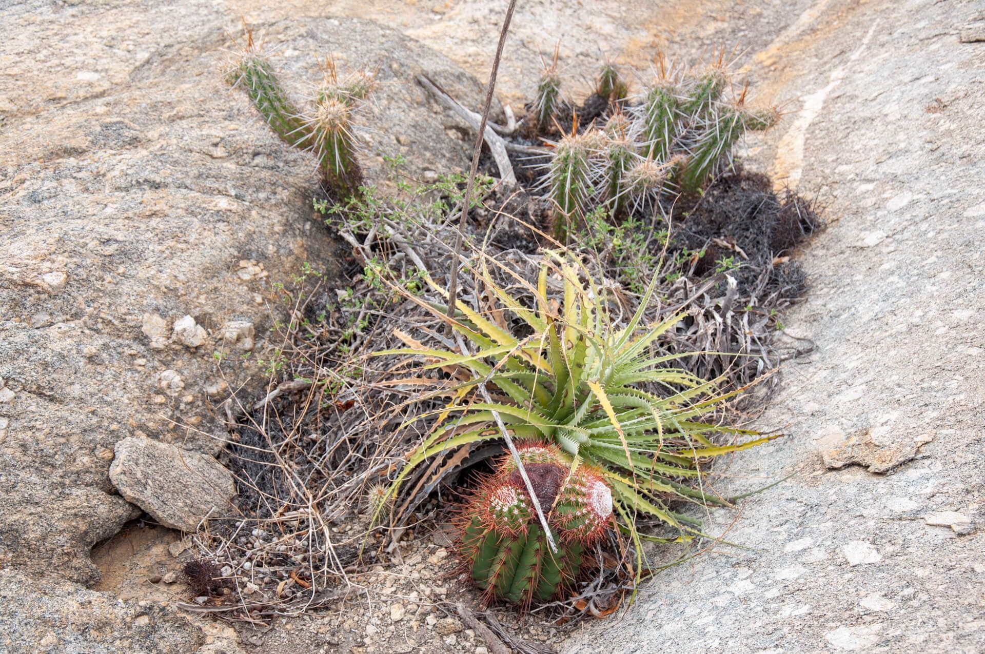 Vegetation that grew on top of the monolith. Photo: O grupo inteiro. 