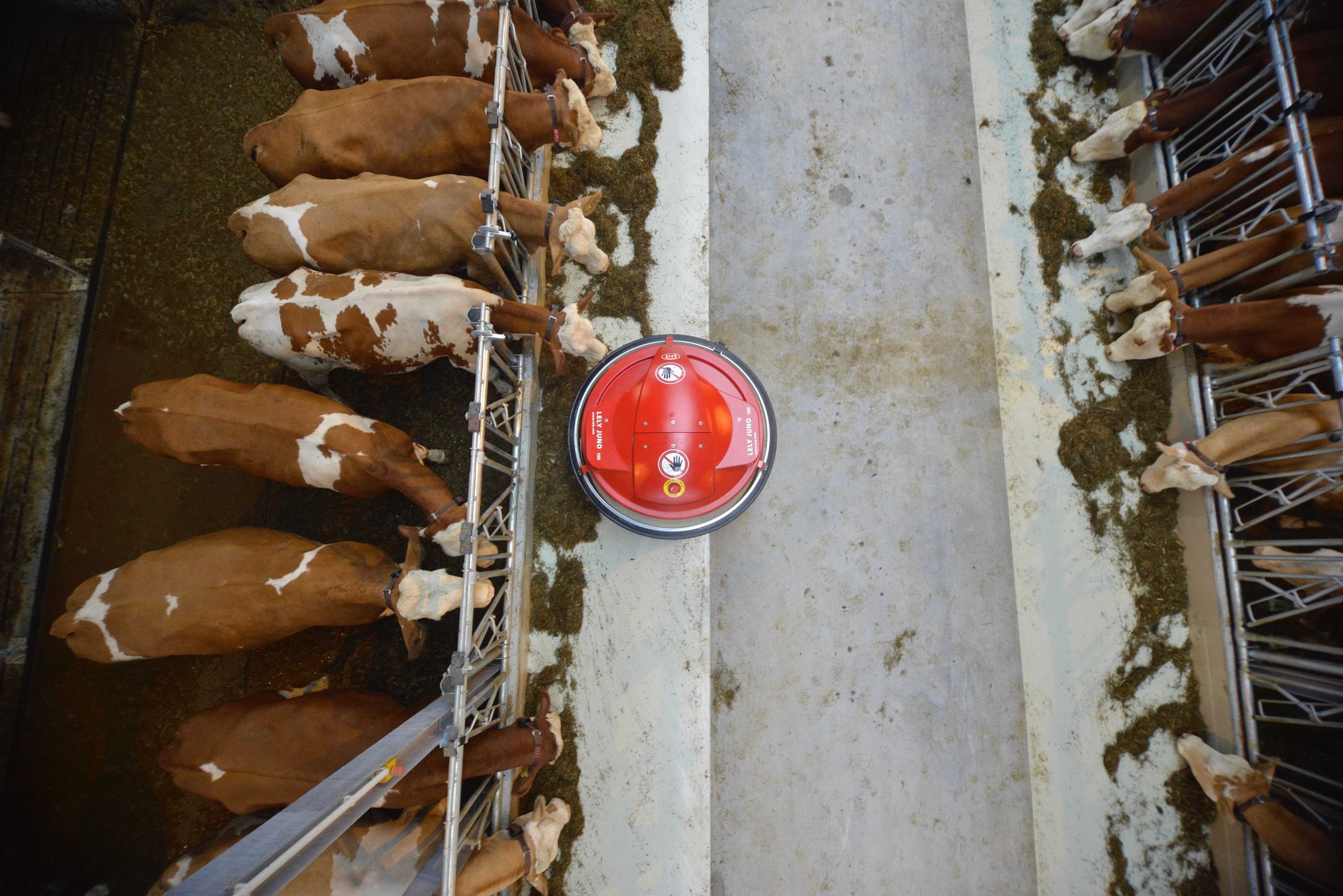  Automatic feed pushing robot at a dairy farm in The Netherlands. Lely International.