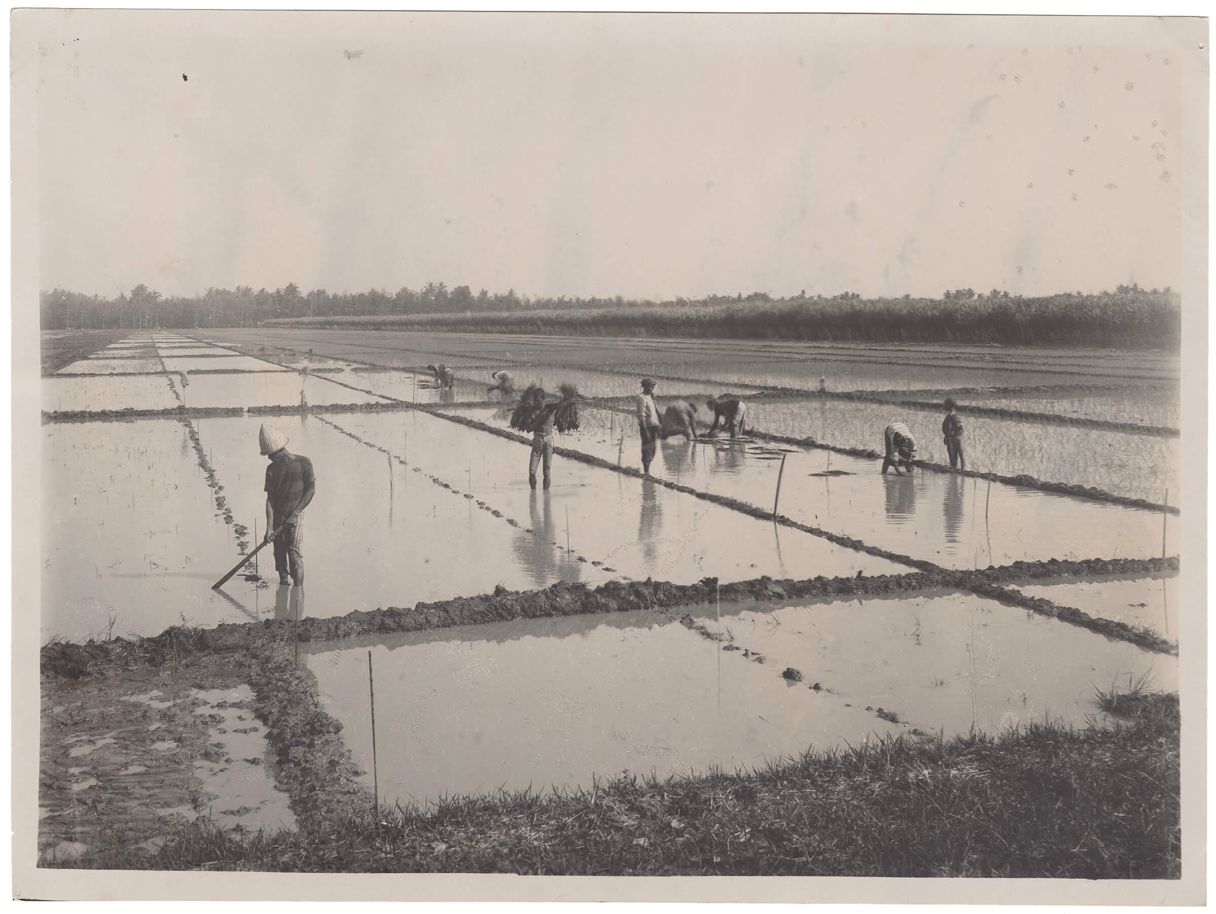 Photo taken in the Dutch East Indies, collected or made by H.P. Berlage, n.d. Collection Het Nieuwe Instituut, BERL ph324