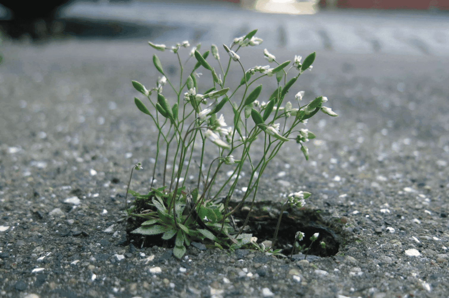 Foto uit Stadsnatuur Maken, Jacques Vink, Piet Vollaard, Niels de Zwarte (Rotterdam: nai010 uitgevers, 2017). 