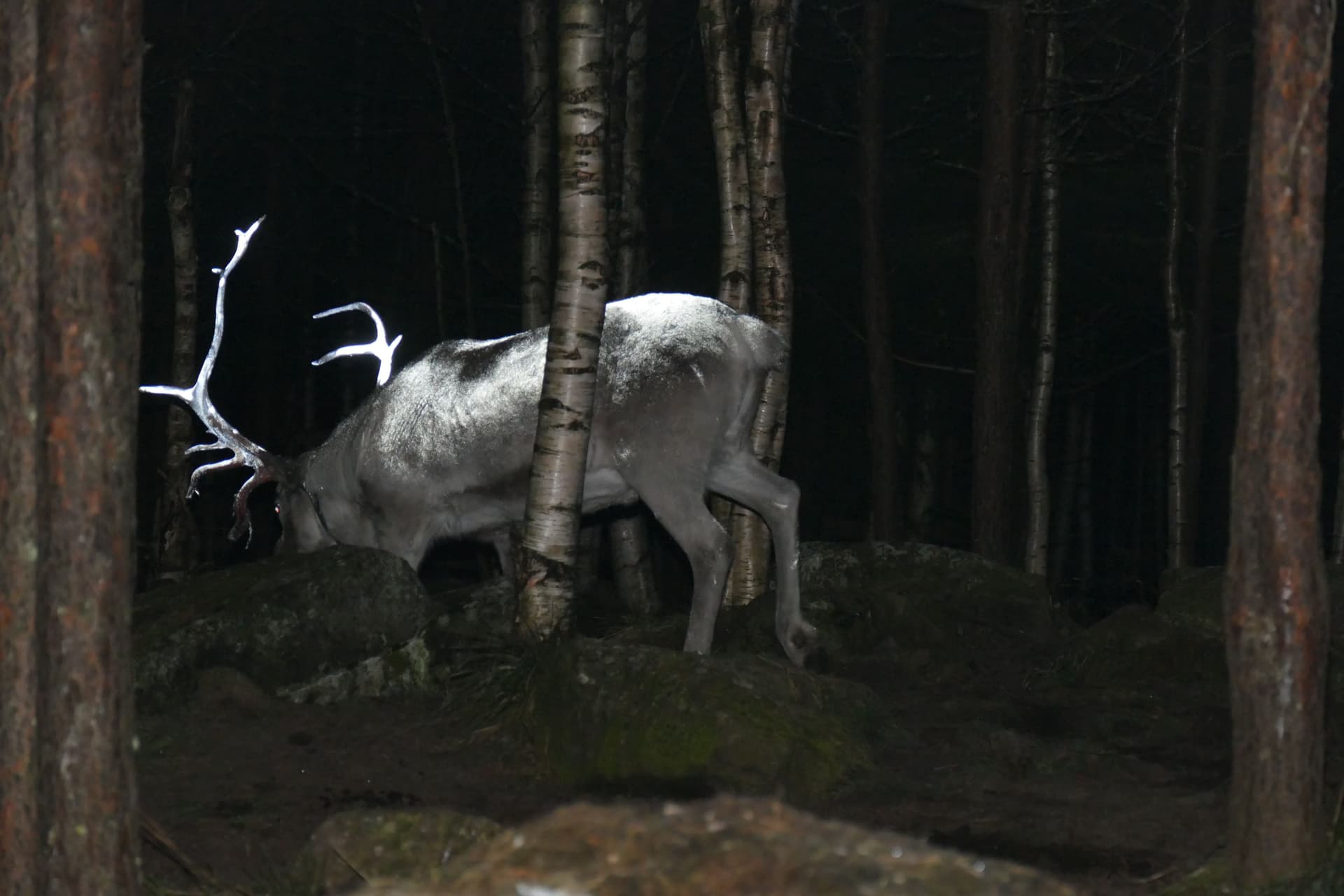  Finland, local herders use iridescent antler paint to cut down on deer-car collisions. Photo: Reindeer Herder’s Association, Finland 