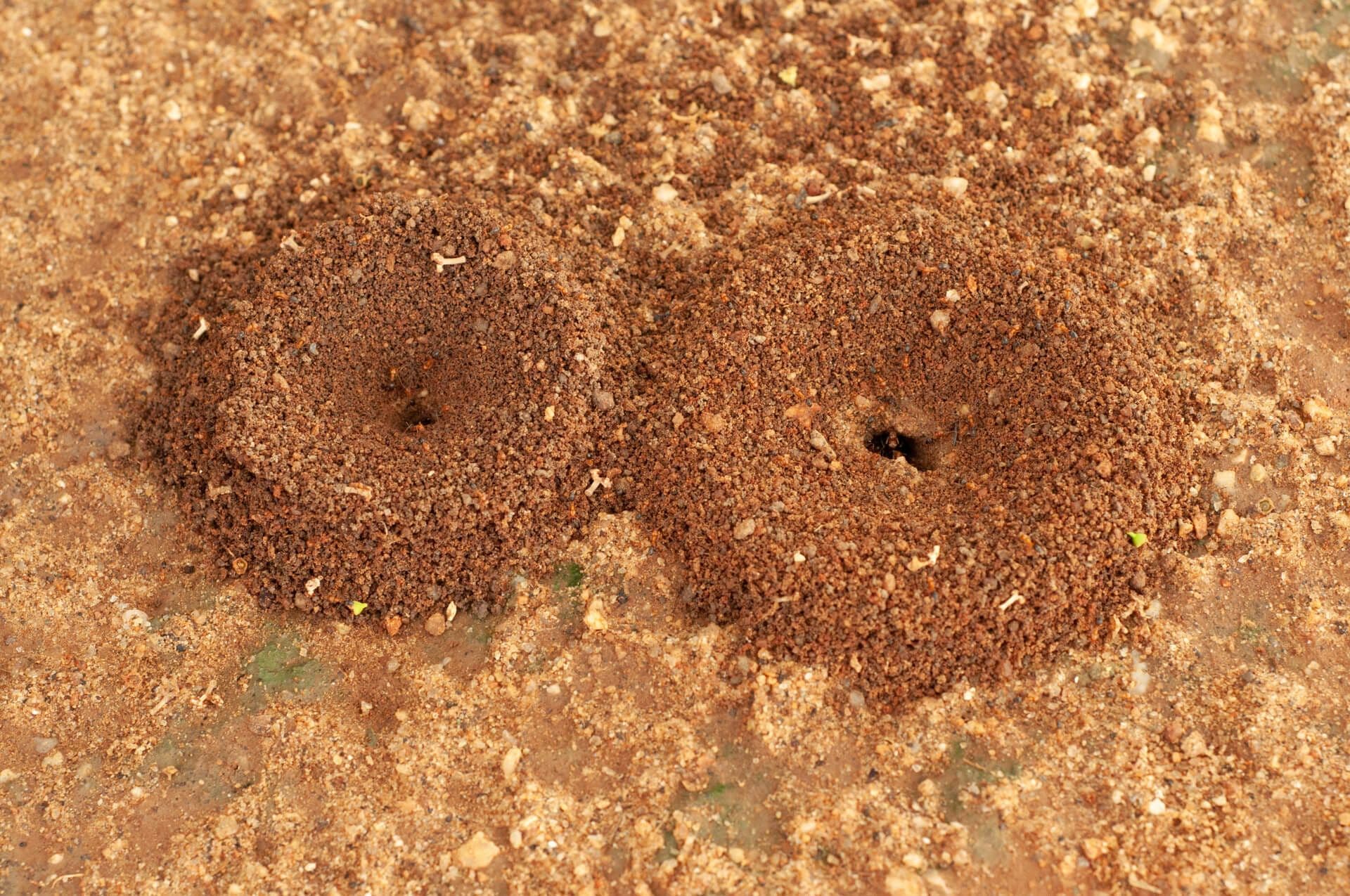 Ants appearing after the rain. Photo: O grupo inteiro. 