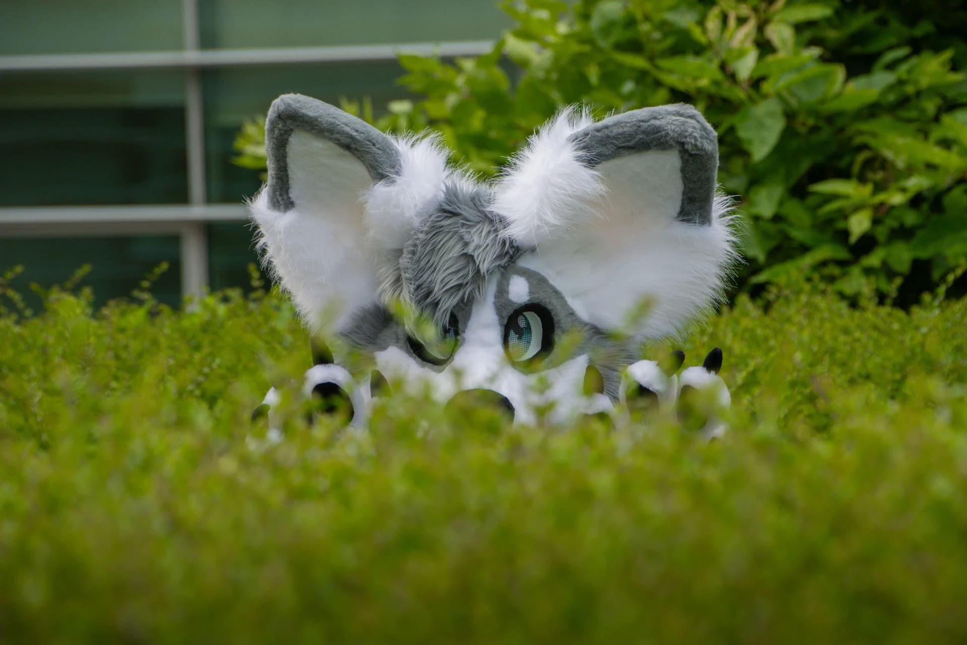 The original furry character “Snowy” peek from the tall grass. 