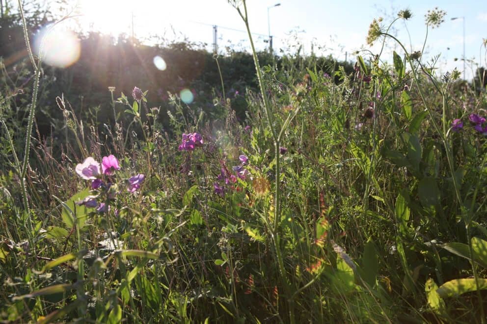 Image Zoönomic Curriculum, meadow 