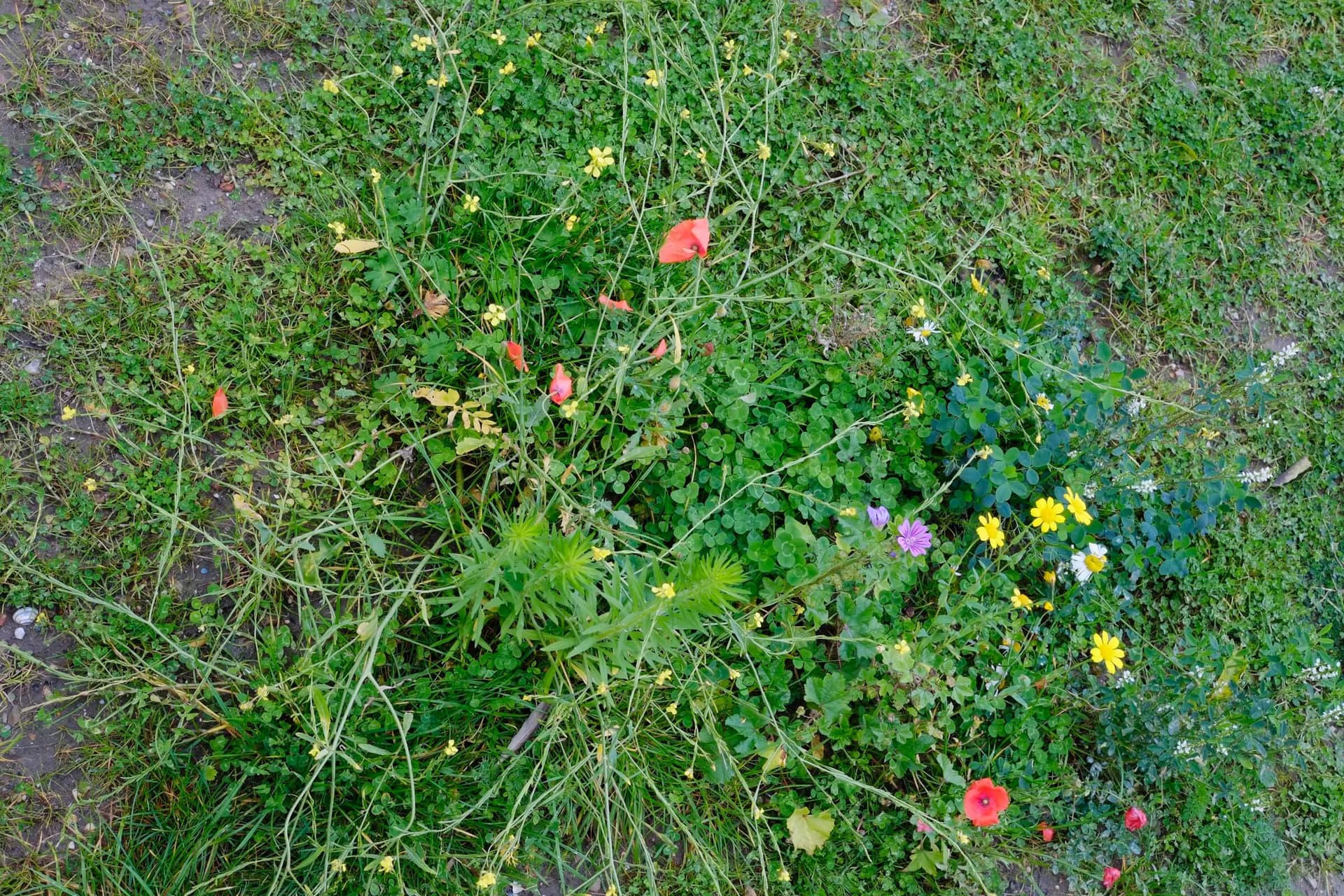 De Nieuwe Tuin, zomer 2015. Foto Johannes Schwartz 