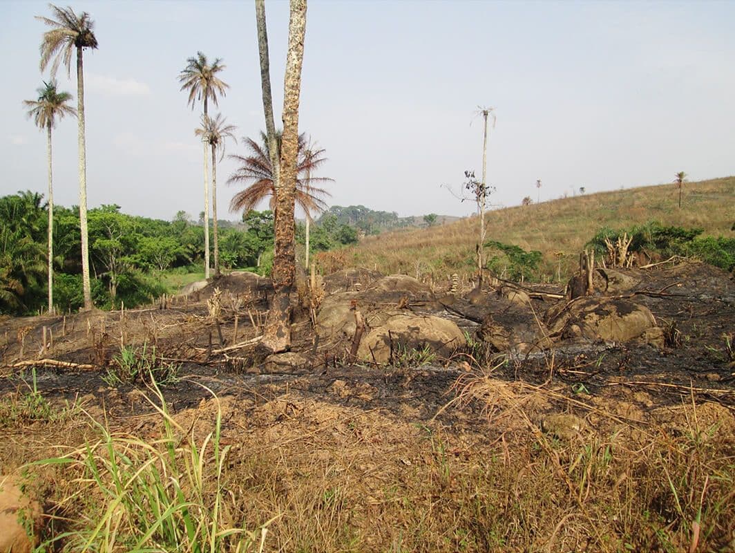 Ontbossing in het gebied bekend als de Guinea Forest Region, waar de recente Ebola epidemie begon. Foto: Daniel G. Bausch (2014). 