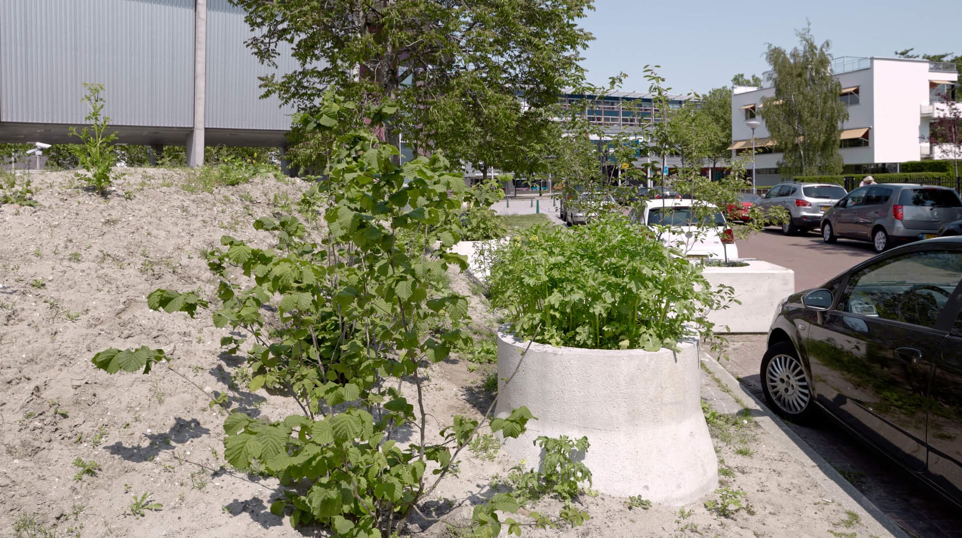 De Nieuwe Tuin. Juni 2015. Foto Johannes Schwartz 