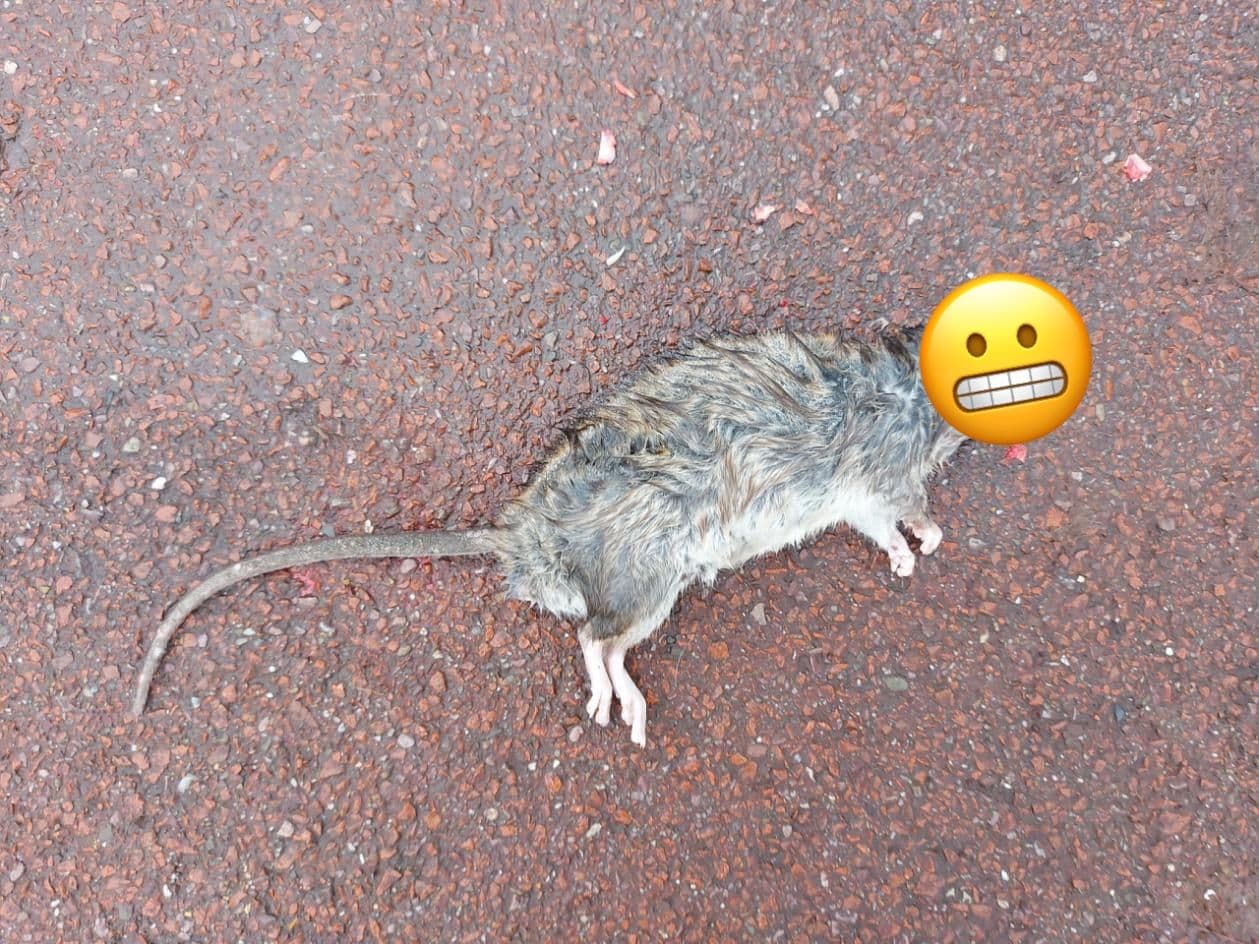 A dead, decapitated rodent on the bicycle path. A grimace emoji covers the bloody stump.