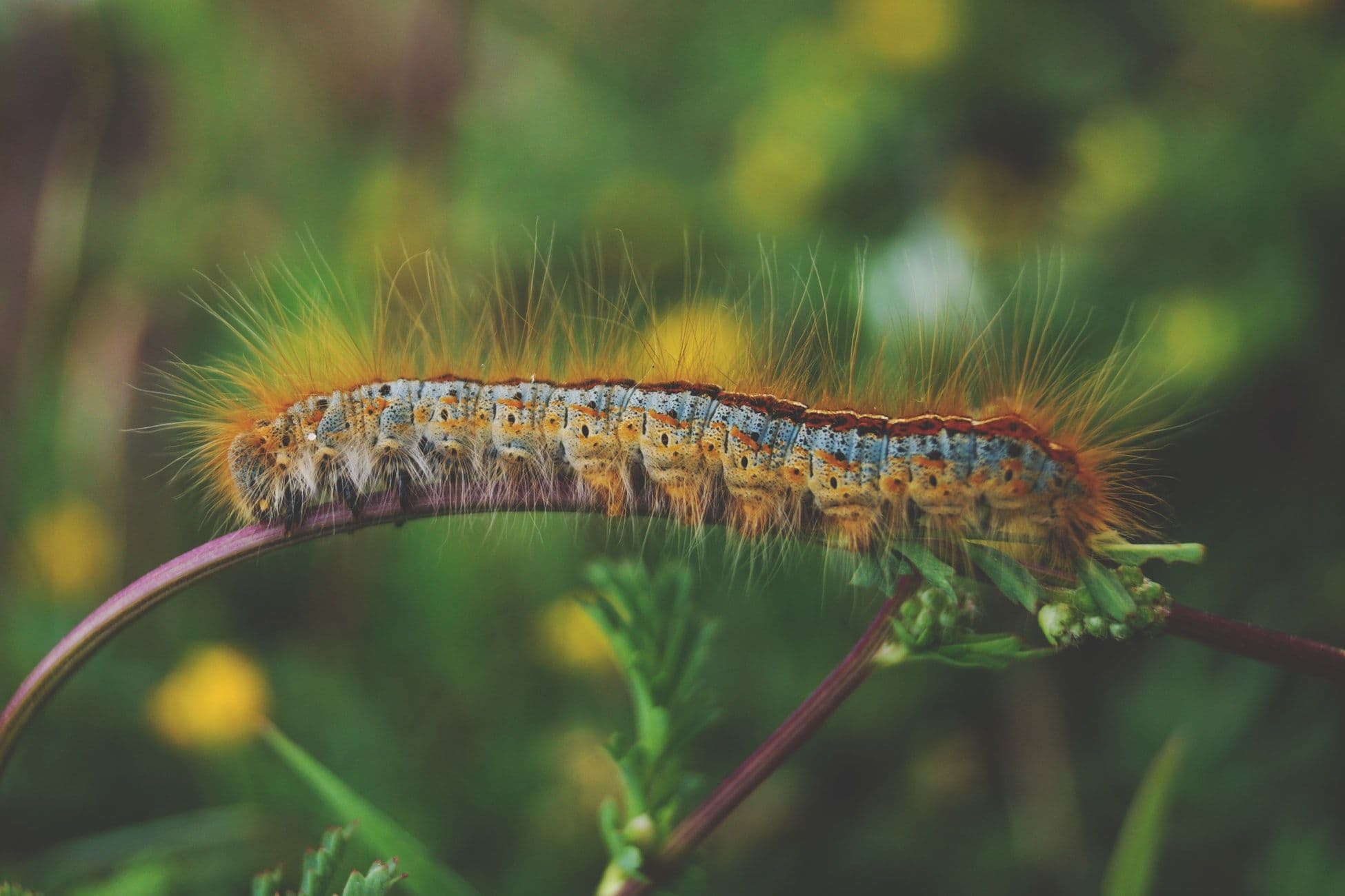  Caterpillar by Yoal Desurmont. 