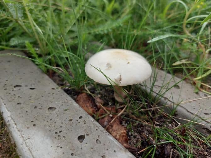 A white mushroom in the grass between two concrete slabs.