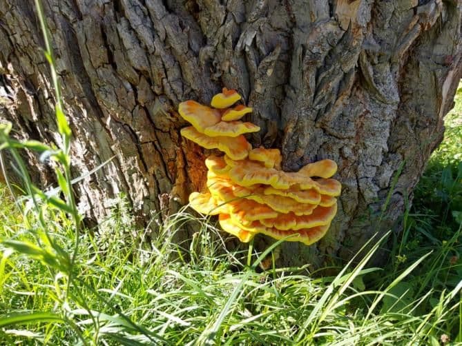 A yellow mushroom at the base of a tree.