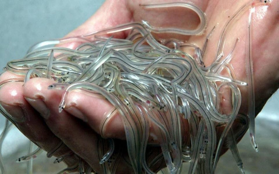 Juvenile European eels or glass eels. Image via: eaa-europe.org