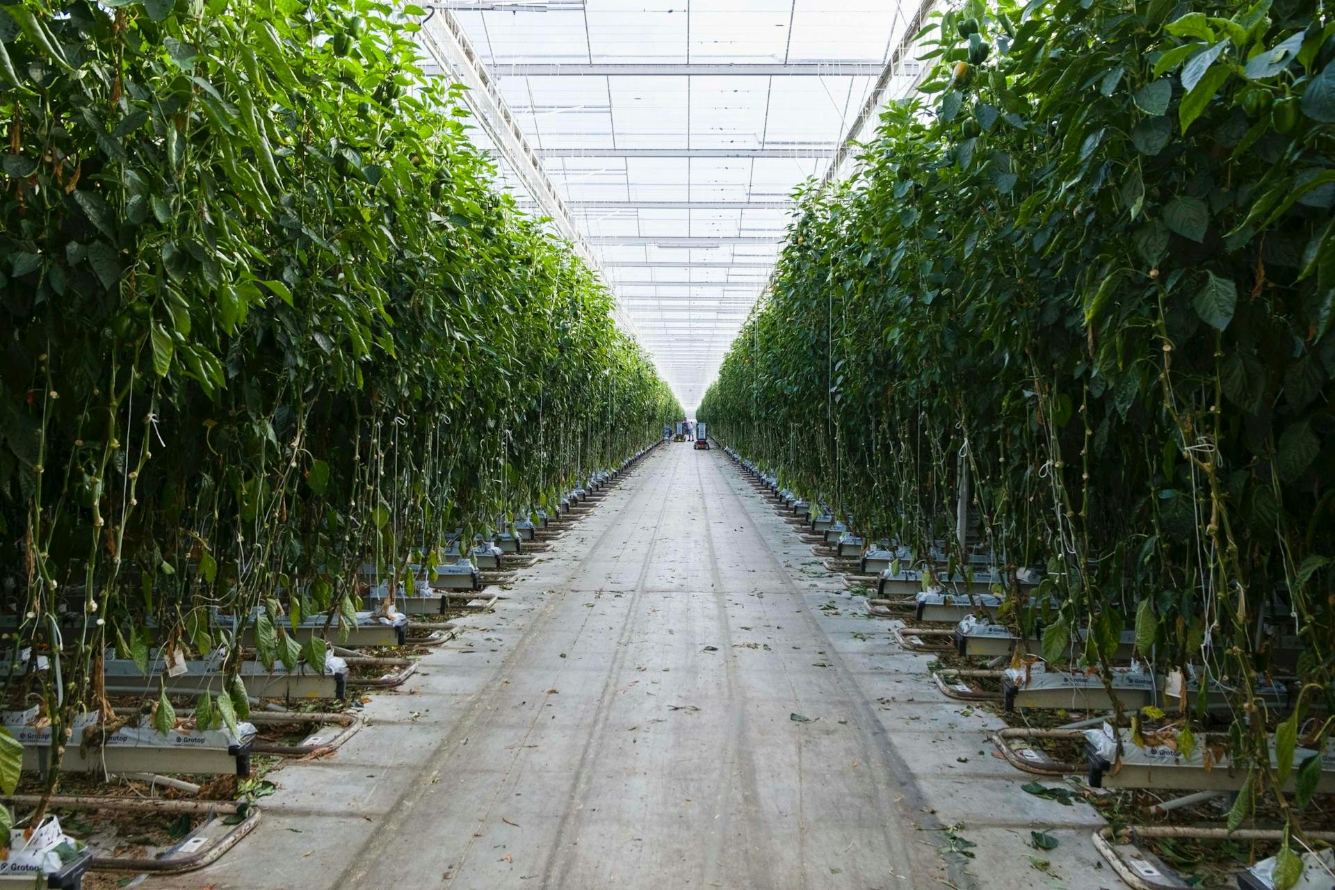 Greenhouse Barendse-DC, Middenmeer, 370.000 sqm. Photo by Johannes Schwartz. 
