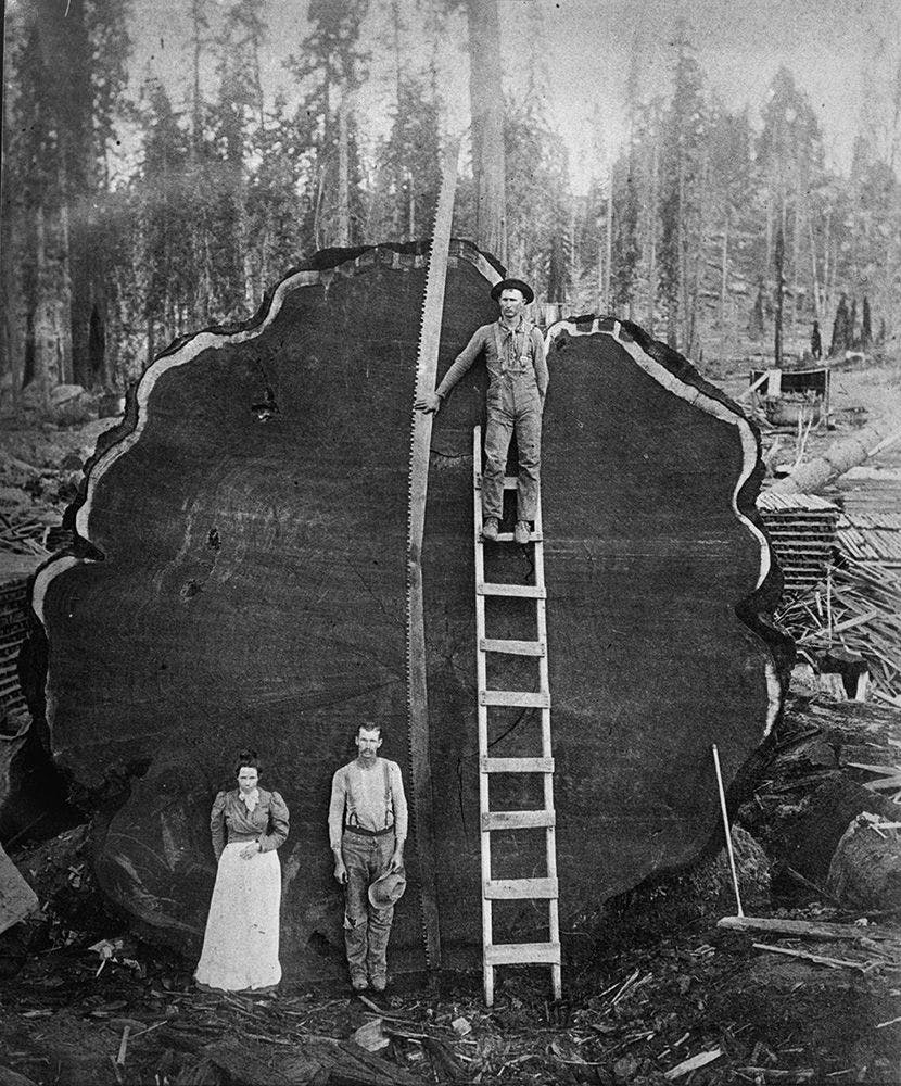 Sequoia National Park, Californie, ca. 1910. Fotograaf onbekend. Collectie Library of Congress 