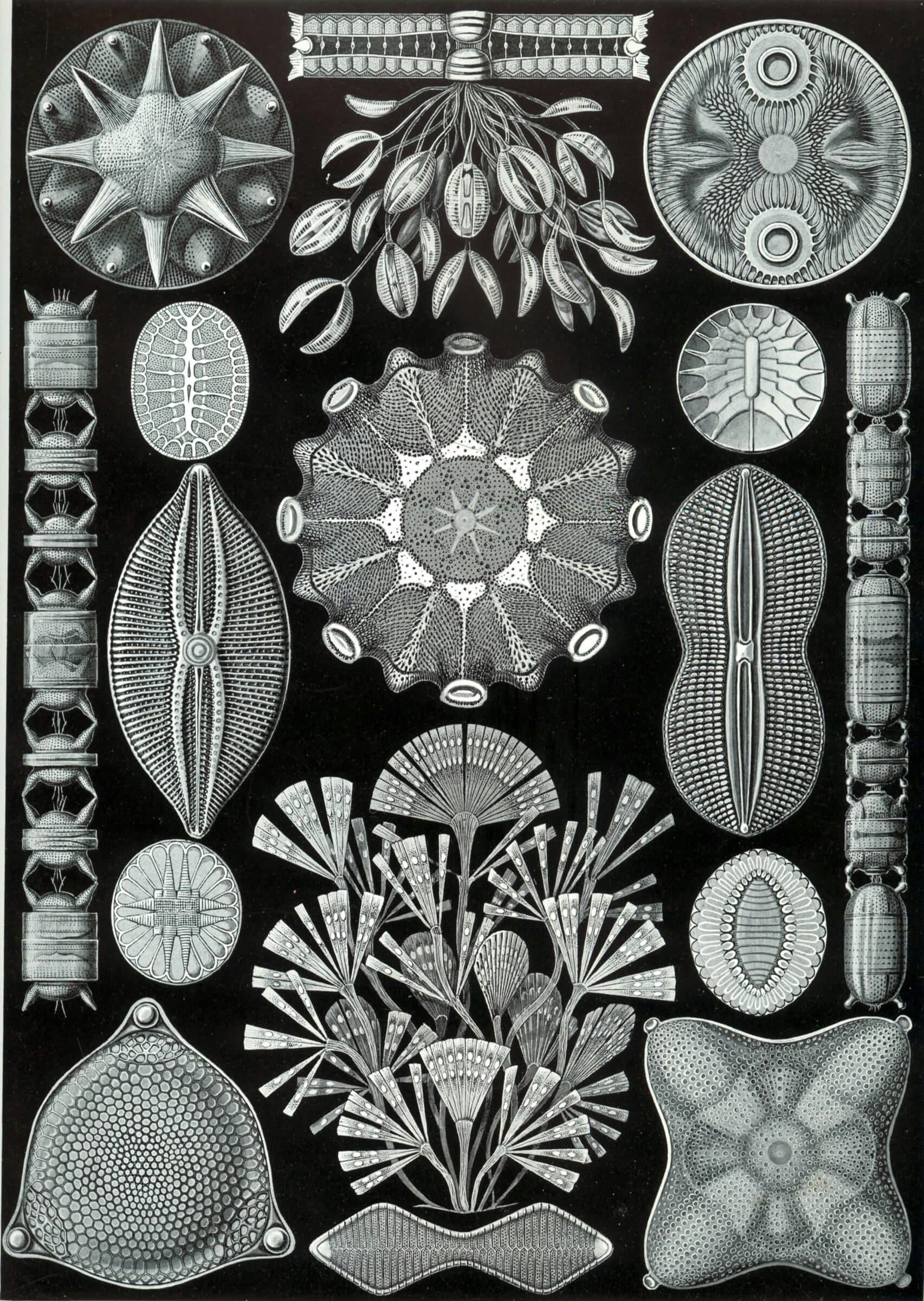 De 84e illustratie van Ernst Haeckel's ''Kunstformen der Natur'' (1904), een verbeelding van diatomeeën. 