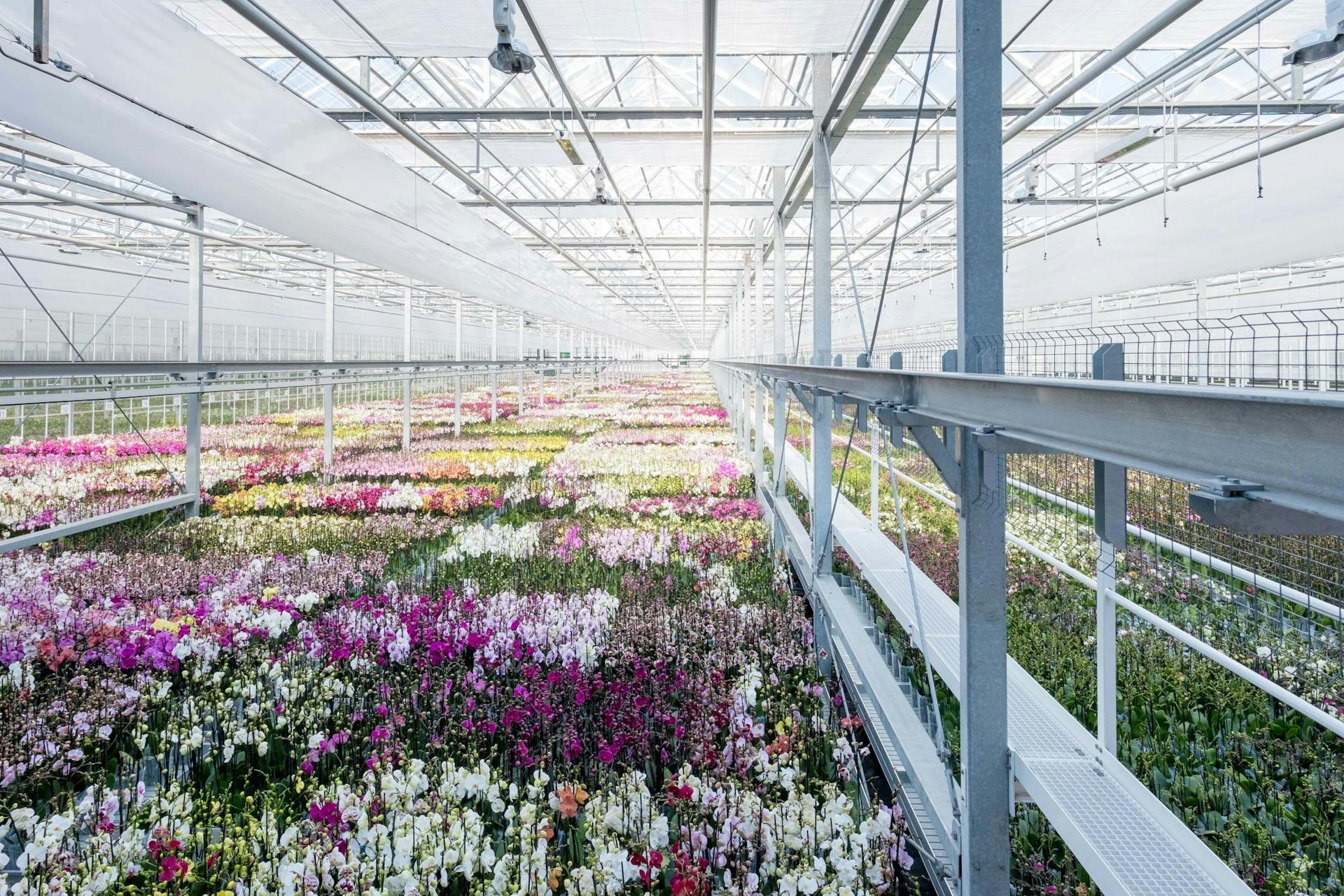 Greenhouse Ter Laak Orchids, Wateringen, 175.000 sqm. Photo by Johannes Schwartz. 