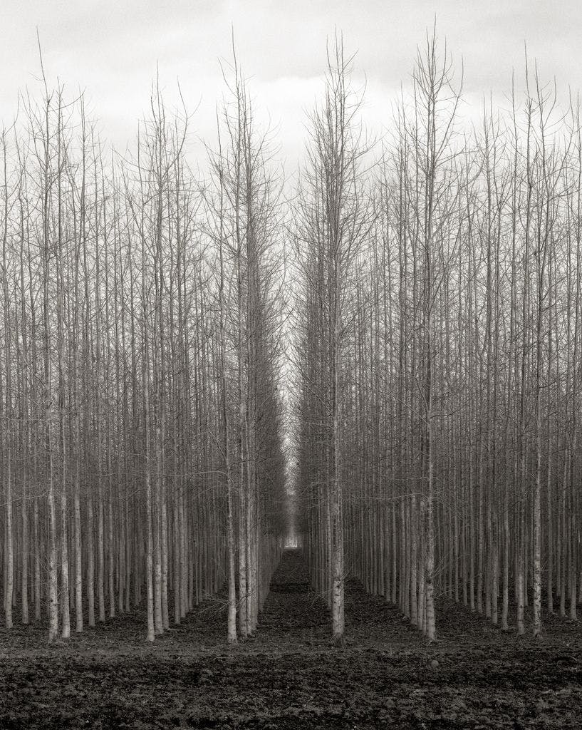 Oregon Trees. Foto van Austin Granger 